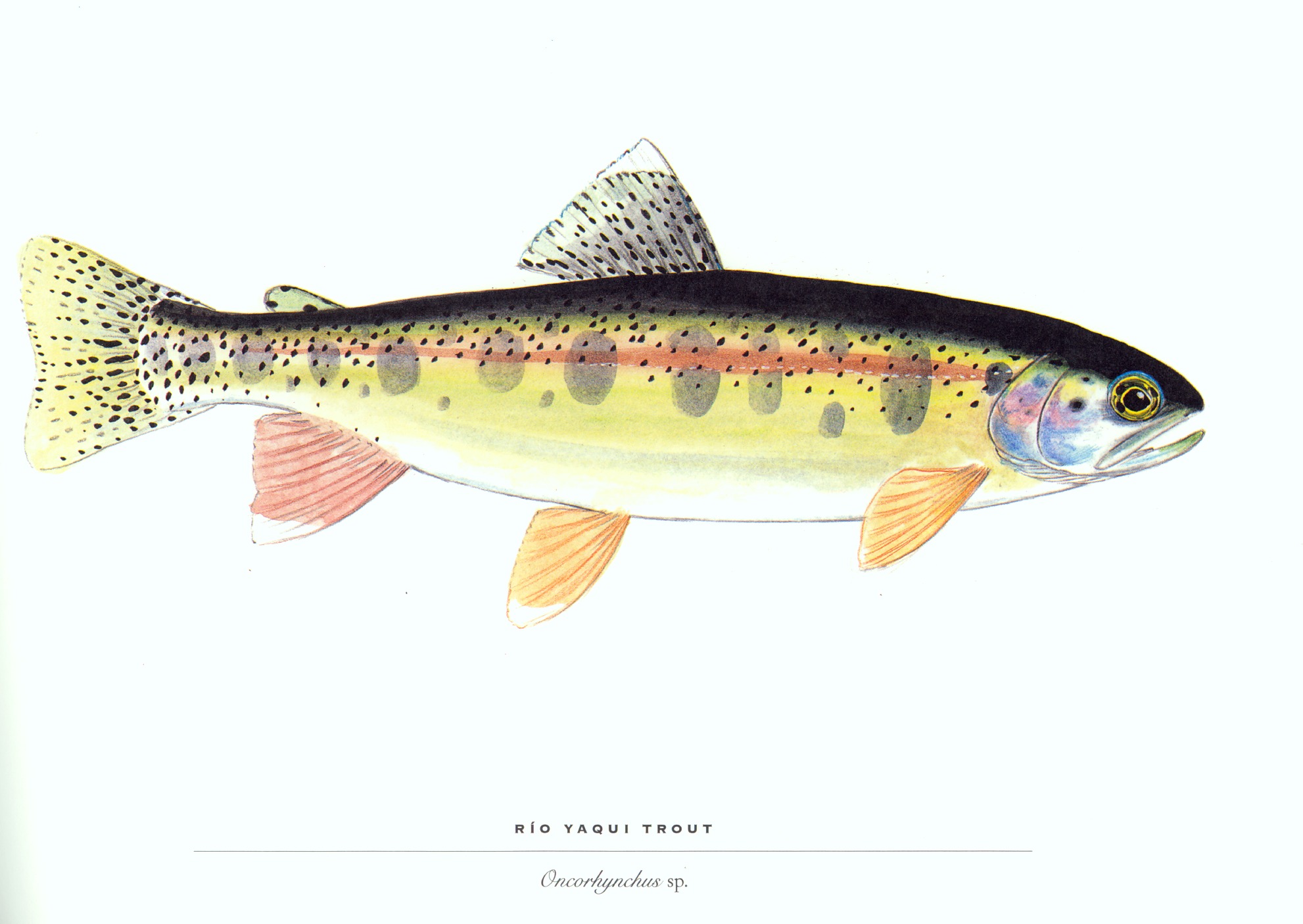 trout, animal, fish