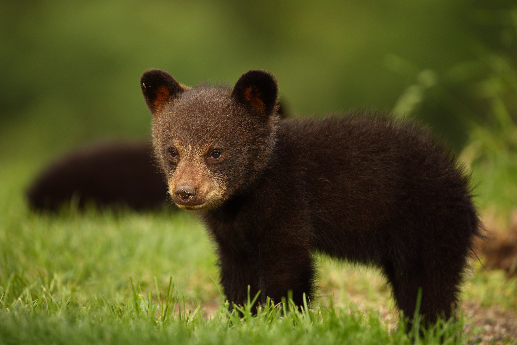 Free download wallpaper Grass, Bears, Bear, Animal, Baby Animal, Cub on your PC desktop