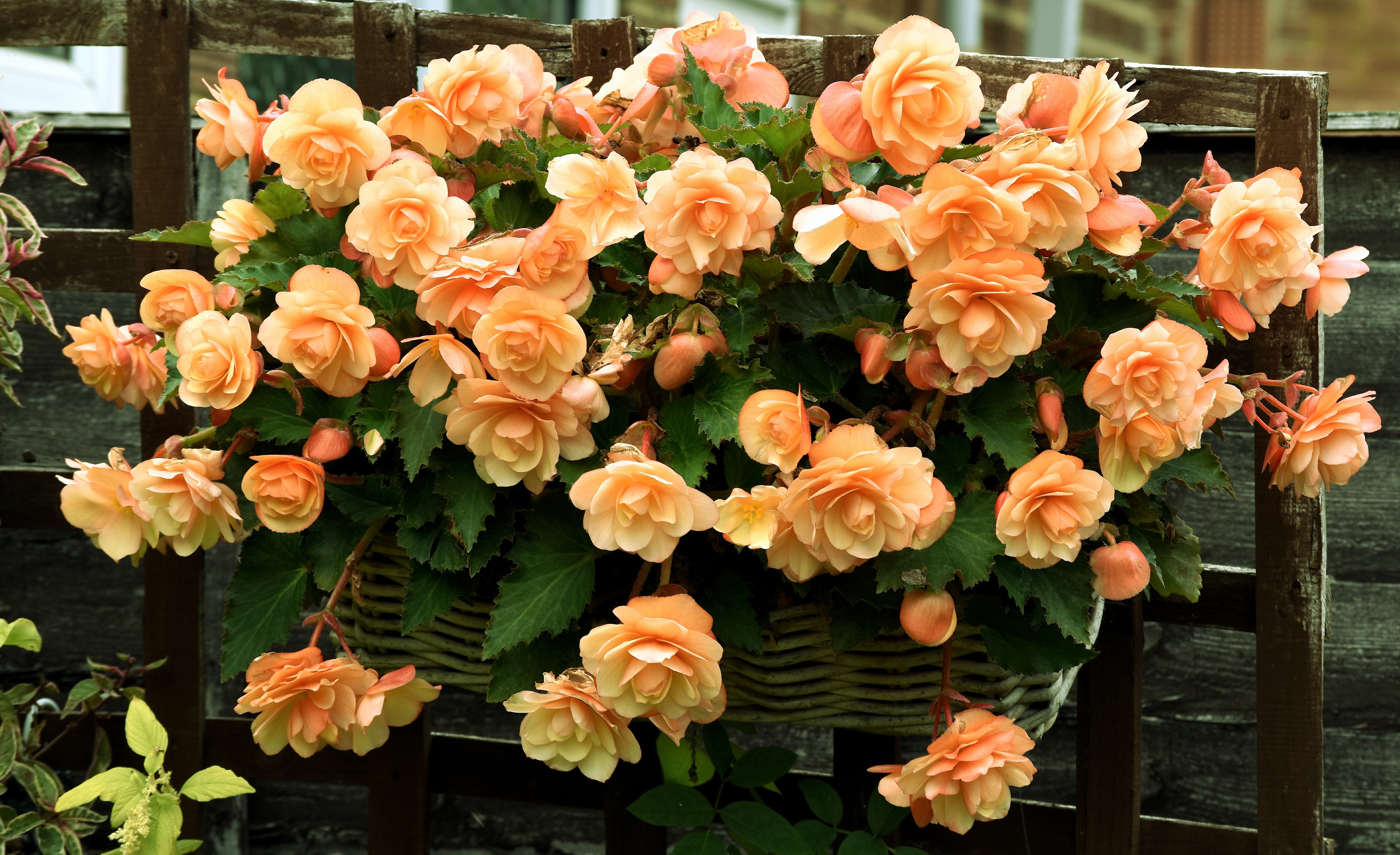 Завантажити шпалери безкоштовно Квітка, Земля, Кошик, Бегонія, Апельсинова Квітка картинка на робочий стіл ПК
