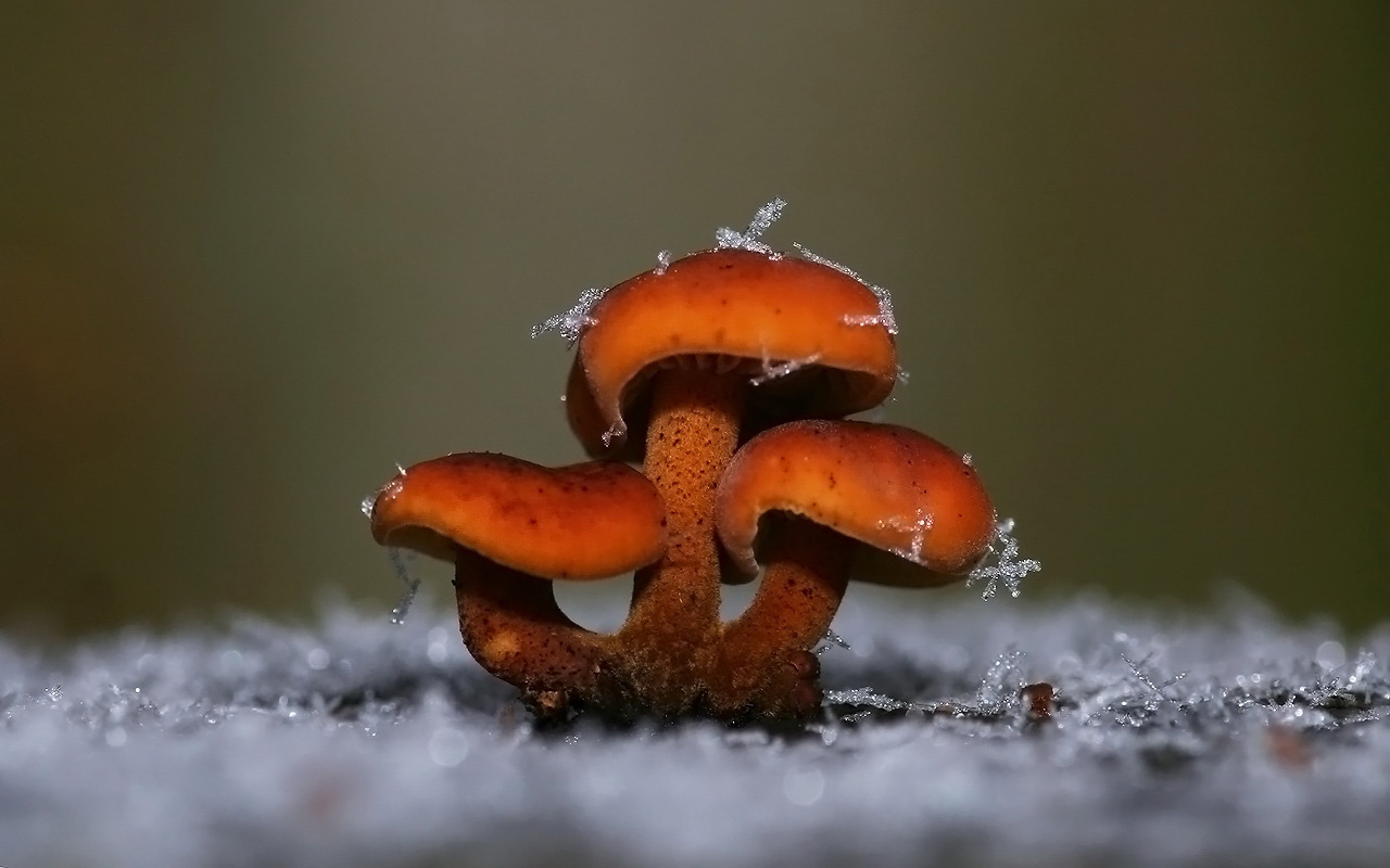 Téléchargez gratuitement l'image Champignon, Terre/nature sur le bureau de votre PC