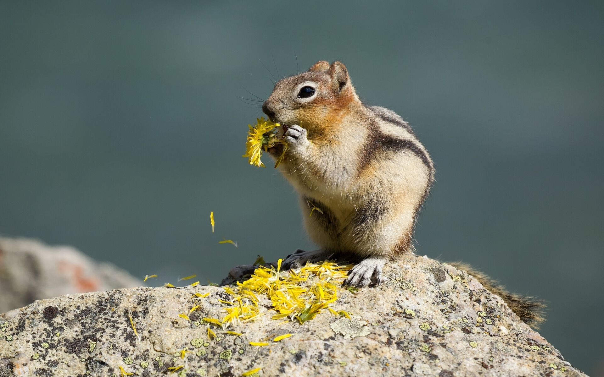 Download mobile wallpaper Squirrel, Flower, Animal, Rodent, Chipmunk, Eating for free.