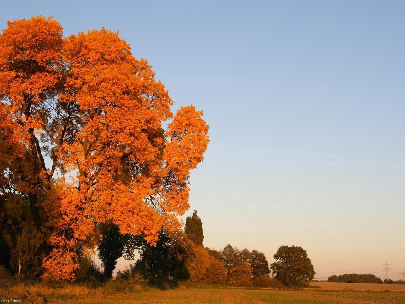 Скачать картинку Небо, Деревья, Поле, Листья, Природа, Осень в телефон бесплатно.