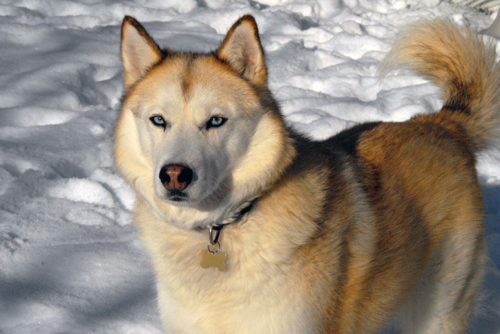 Laden Sie das Sibirischer Husky, Hunde, Tiere-Bild kostenlos auf Ihren PC-Desktop herunter