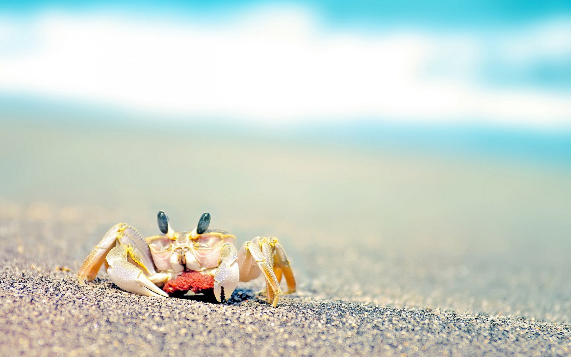  Crab Full HD Wallpaper