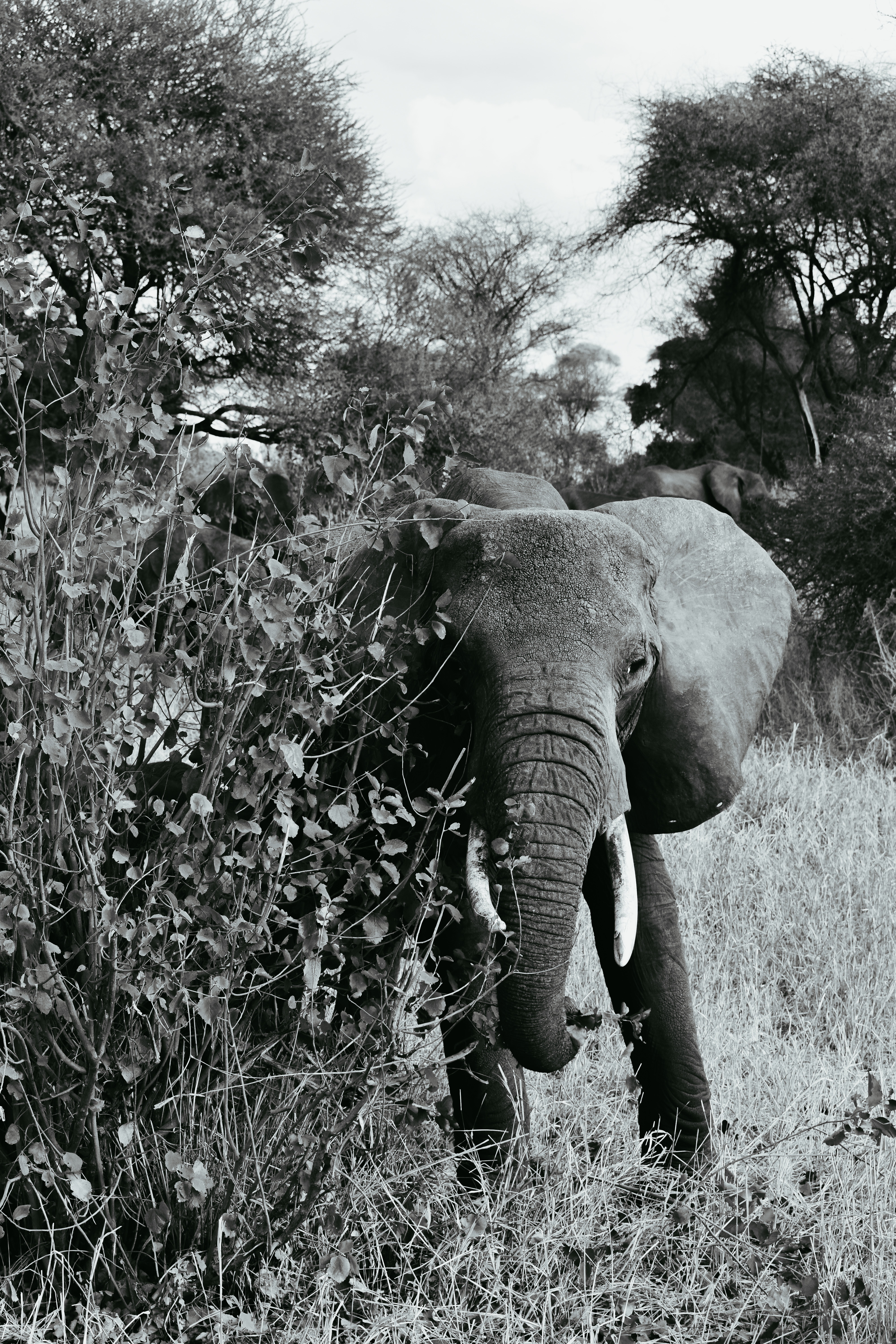 Free download wallpaper Stroll, Bw, Animals, Wildlife, Chb, Elephant on your PC desktop