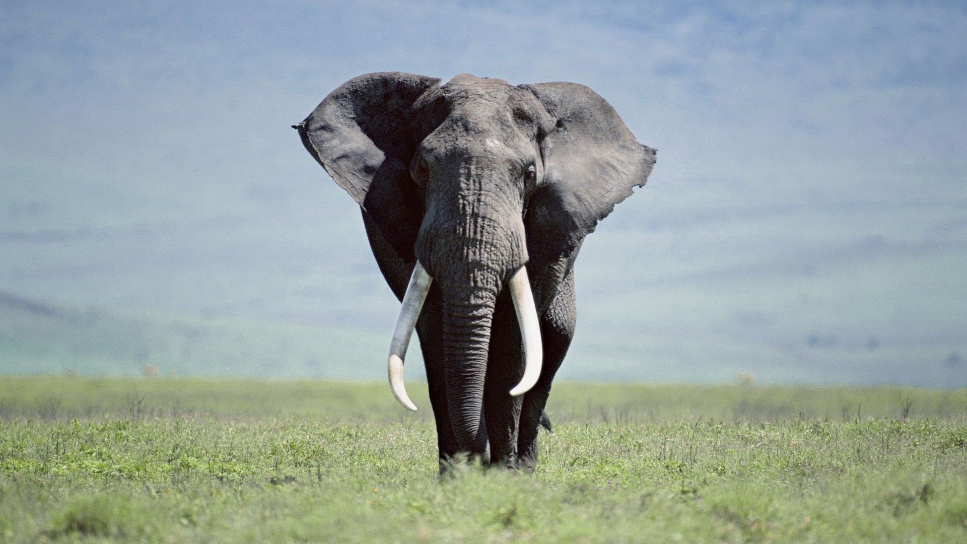 117143 Bild herunterladen elefanten, tiere, grass, bummel, spaziergang, groß, große, elefant - Hintergrundbilder und Bildschirmschoner kostenlos