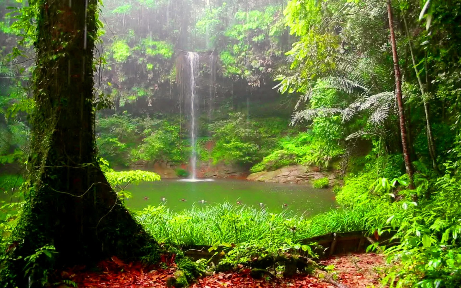 Скачать картинку Водопад, Лес, Земля, Зеленый, Тропический, Земля/природа, Тропический Лес в телефон бесплатно.