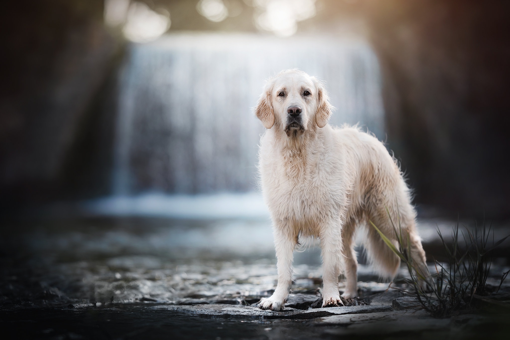 Baixar papel de parede para celular de Animais, Cães, Cão, Golden Retriever gratuito.