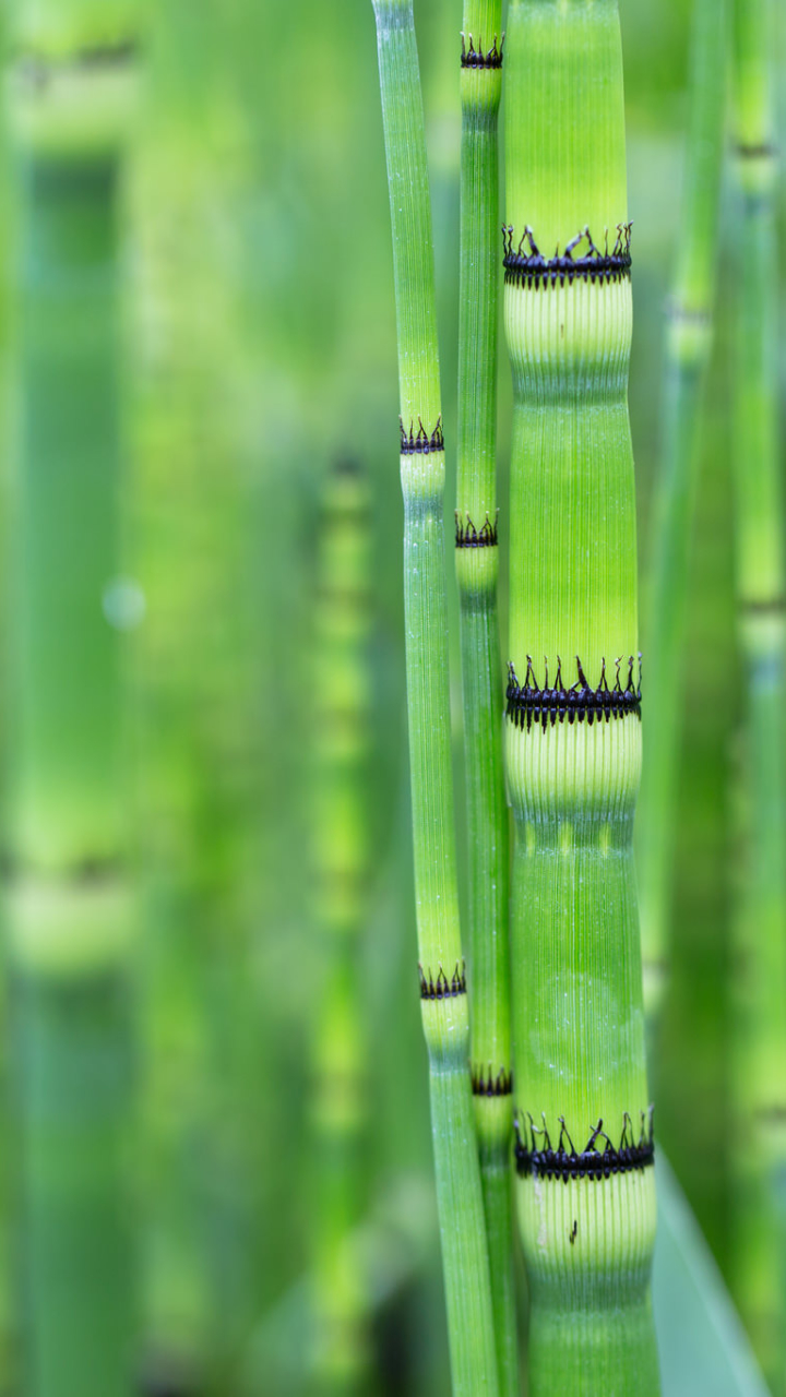 Download mobile wallpaper Blur, Close Up, Earth, Bamboo for free.