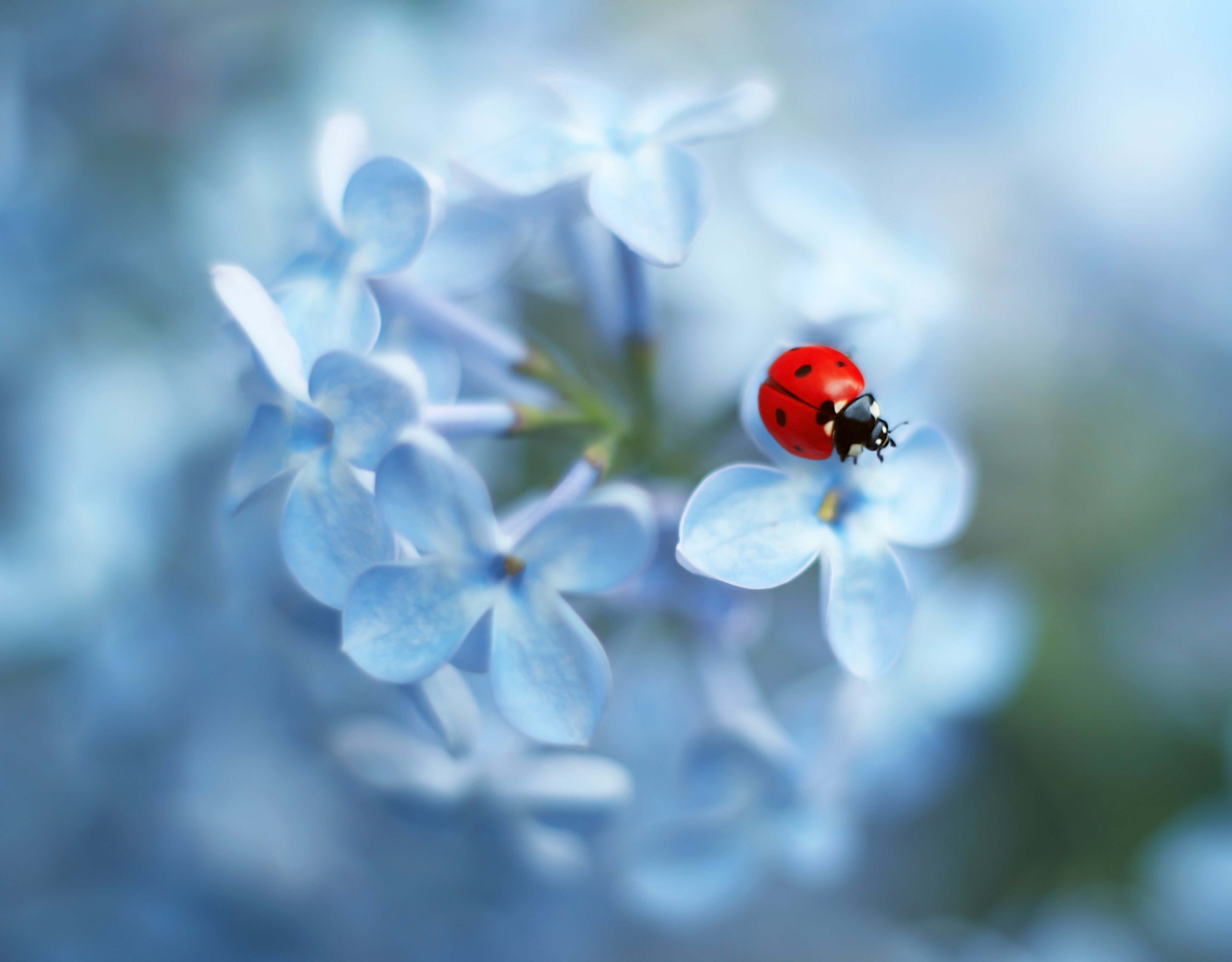 Téléchargez gratuitement l'image Animaux, Macro, Insecte, Cocinelle, Fleur Bleue sur le bureau de votre PC