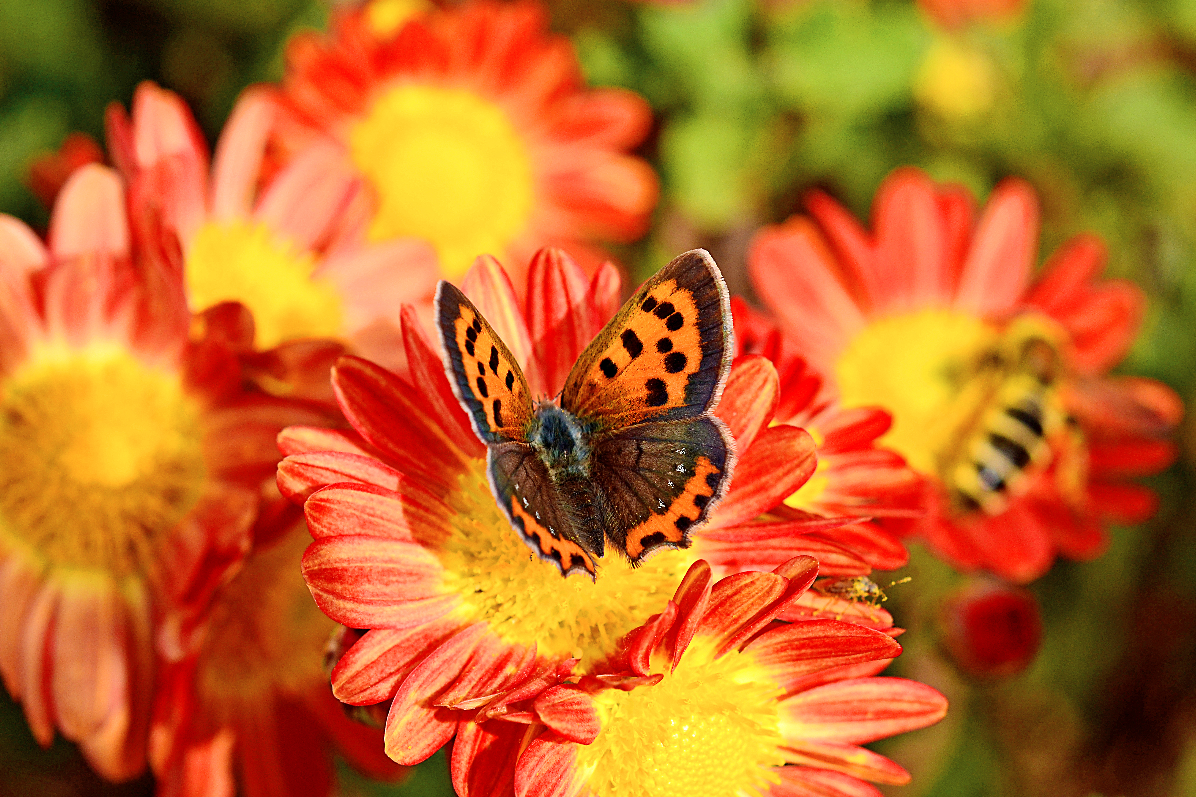 686128 télécharger l'image animaux, papillon, bokeh, chrysanthème, fleur, macro - fonds d'écran et économiseurs d'écran gratuits