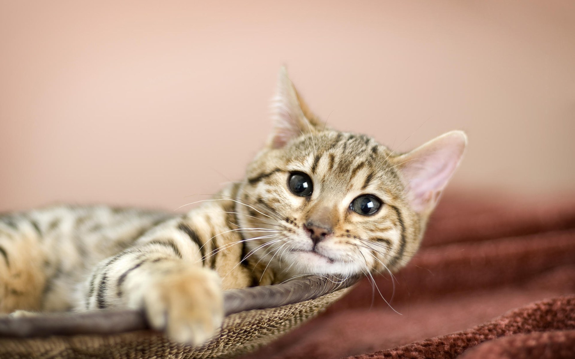 Baixar papel de parede para celular de Animais, Gato gratuito.