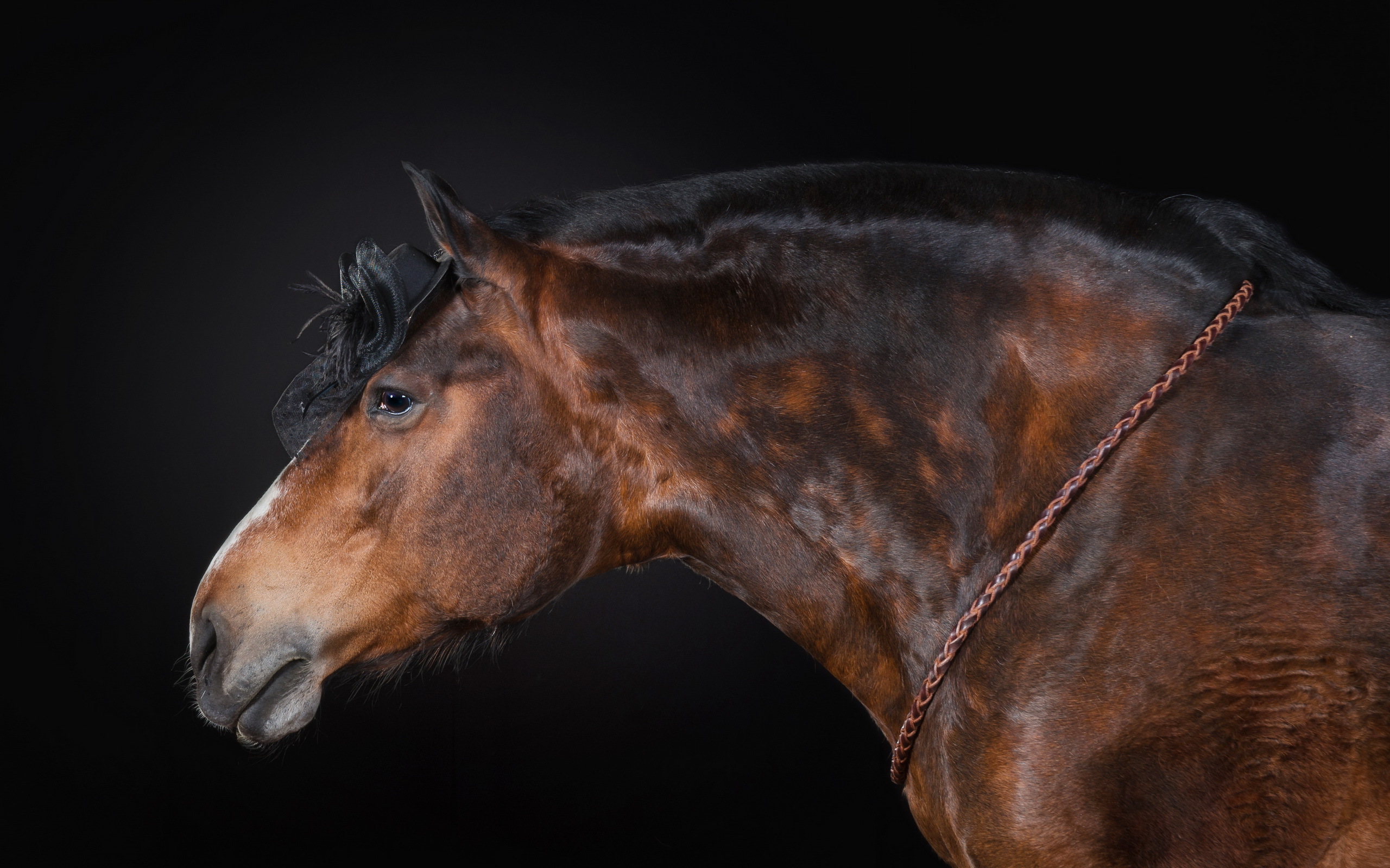 Baixar papel de parede para celular de Animais, Cavalo gratuito.