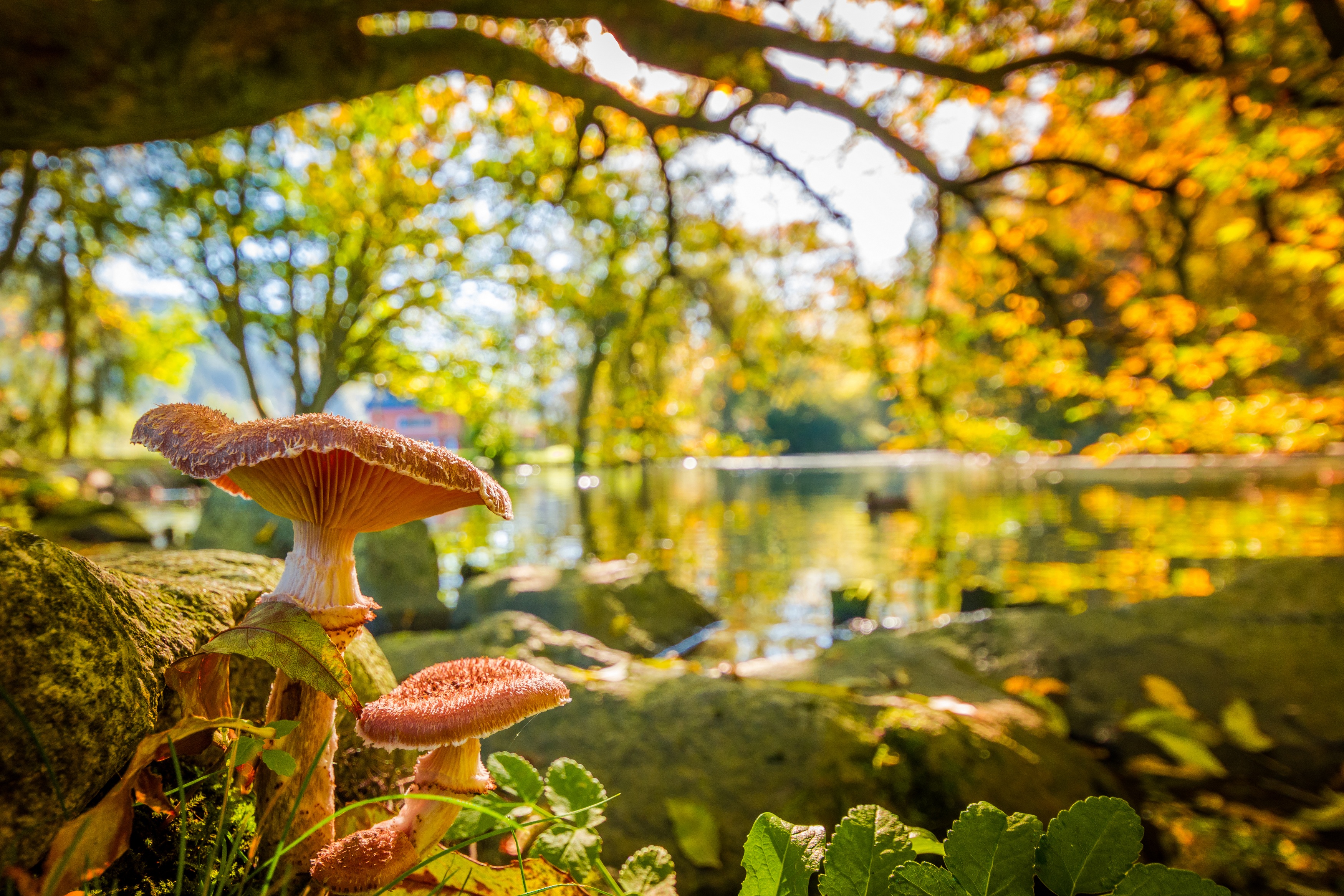 bokeh, mushroom, earth, blur, lake, nature