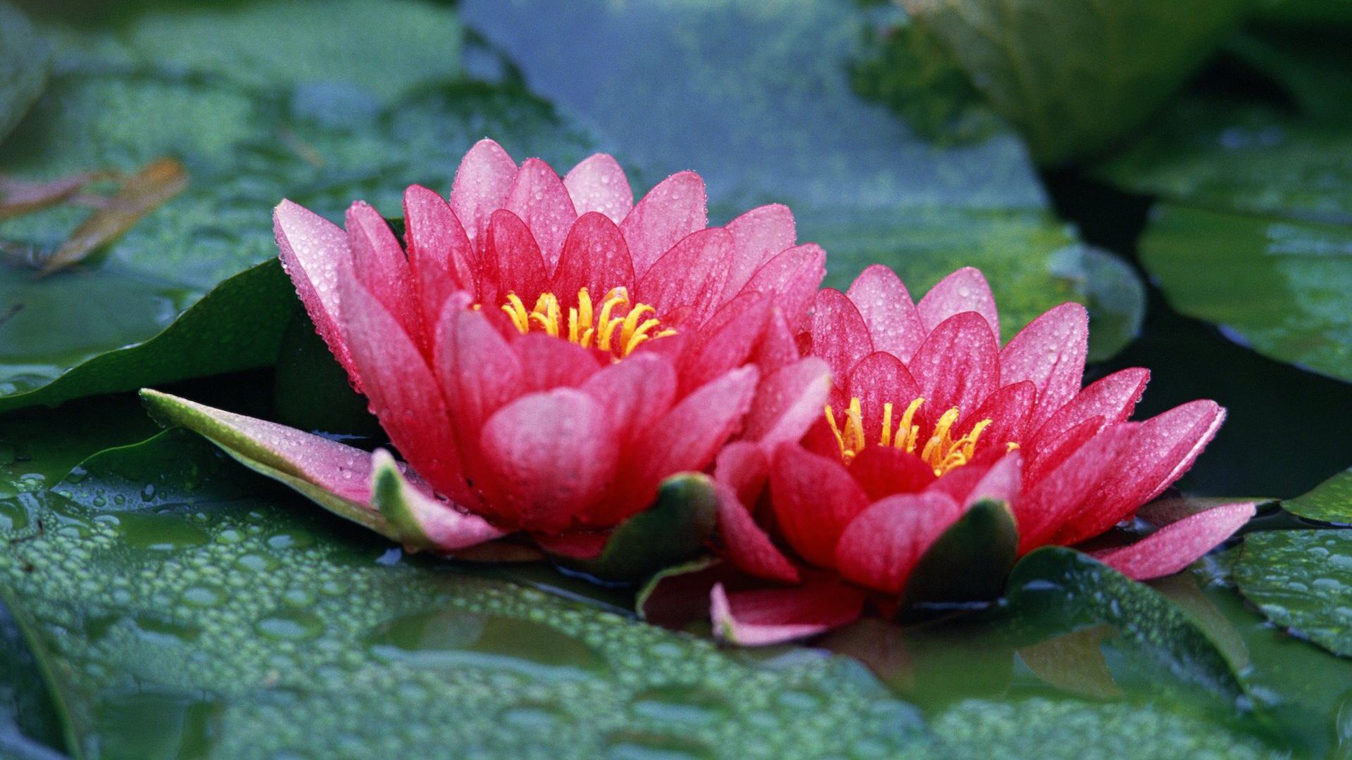 Laden Sie das Blumen, Lotus, Erde/natur-Bild kostenlos auf Ihren PC-Desktop herunter