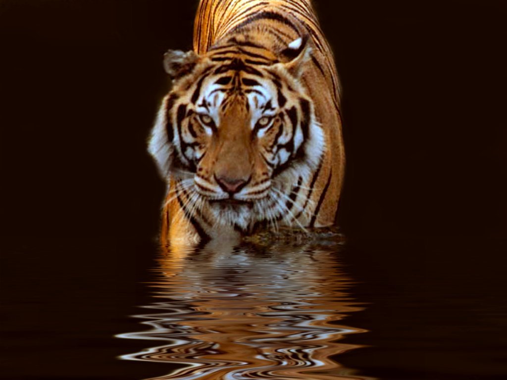 1519181 Bild herunterladen tiere, tiger - Hintergrundbilder und Bildschirmschoner kostenlos