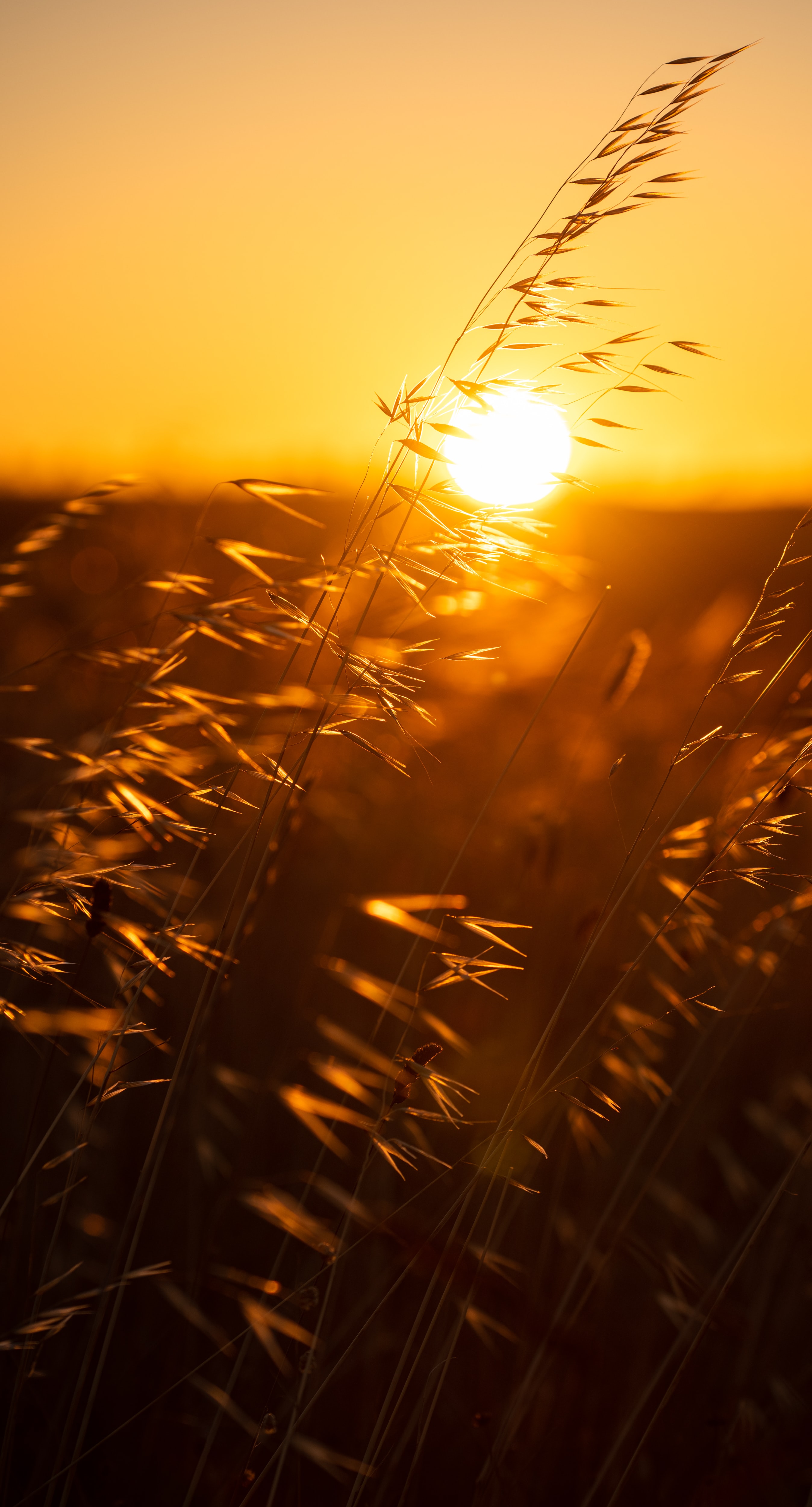 Free download wallpaper Nature, Sunset, Grass, Sun, Macro, Ears, Spikes on your PC desktop