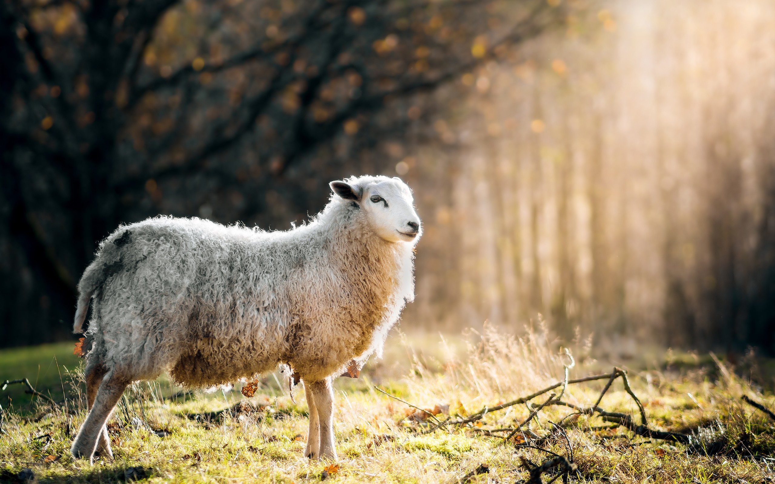 Download mobile wallpaper Animal, Sheep for free.