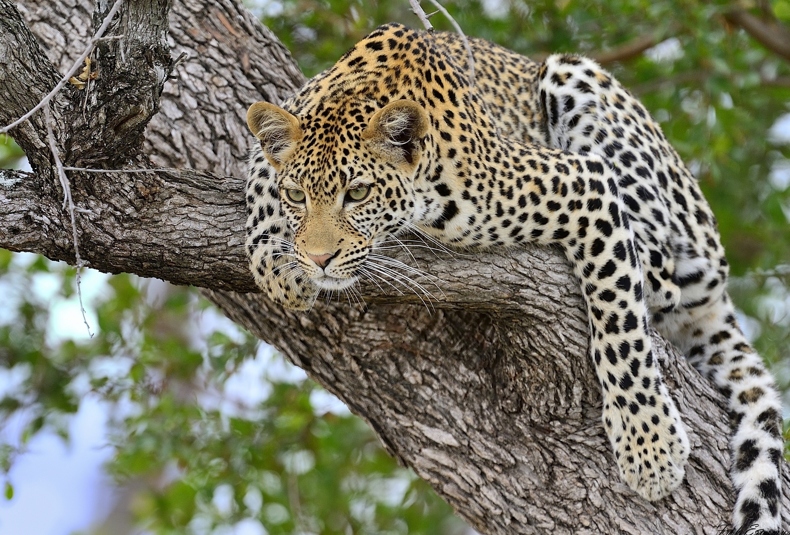 Baixar papel de parede para celular de Leopardo, Gatos, Animais gratuito.