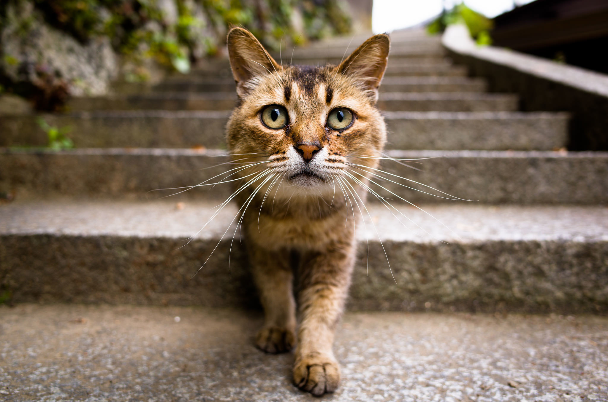 Download mobile wallpaper Cats, Cat, Animal, Stairs, Bokeh for free.