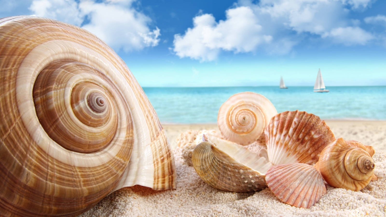 landscape, beach, snails