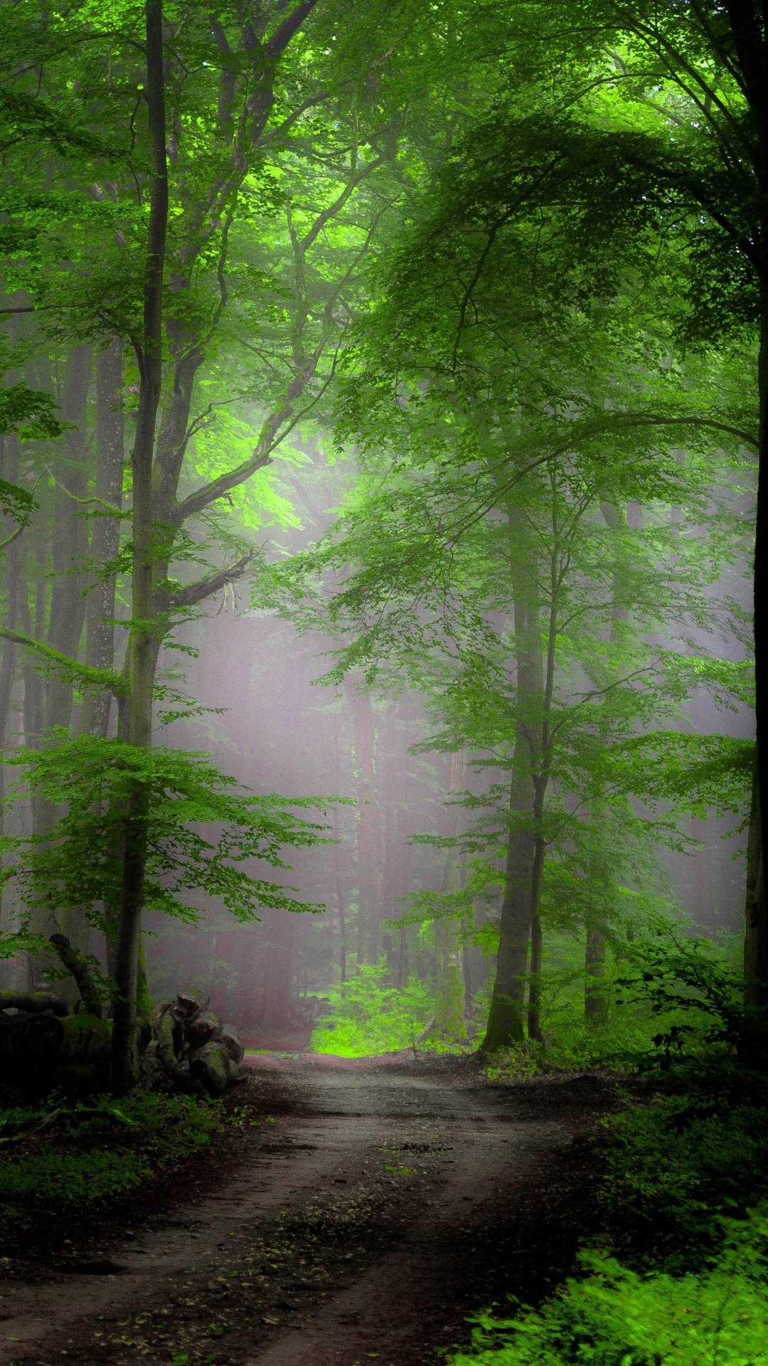 Скачать картинку Дорога, Лес, Туман, Дорожка, Земля/природа в телефон бесплатно.
