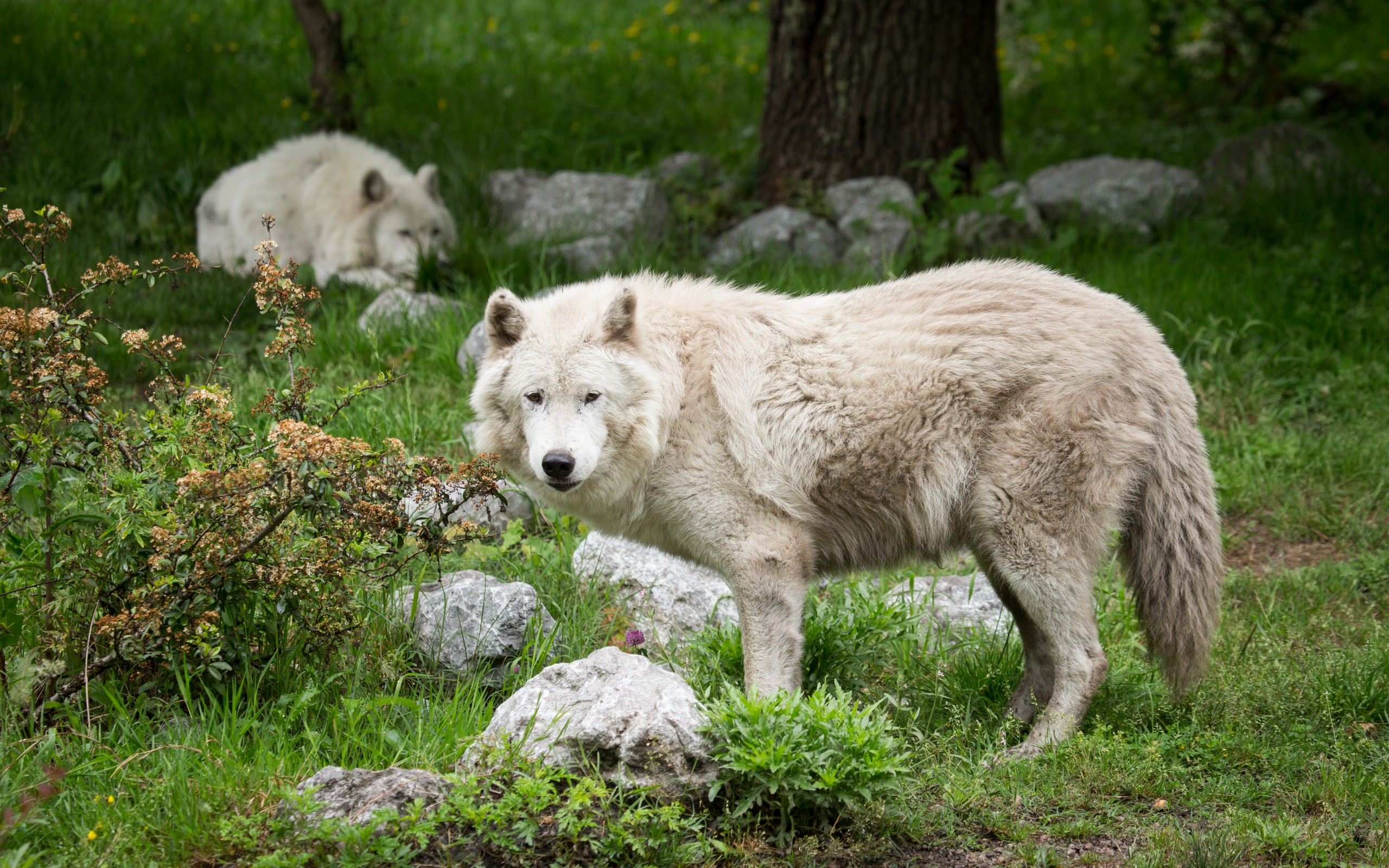 Téléchargez des papiers peints mobile Wolves, Loup, Animaux gratuitement.