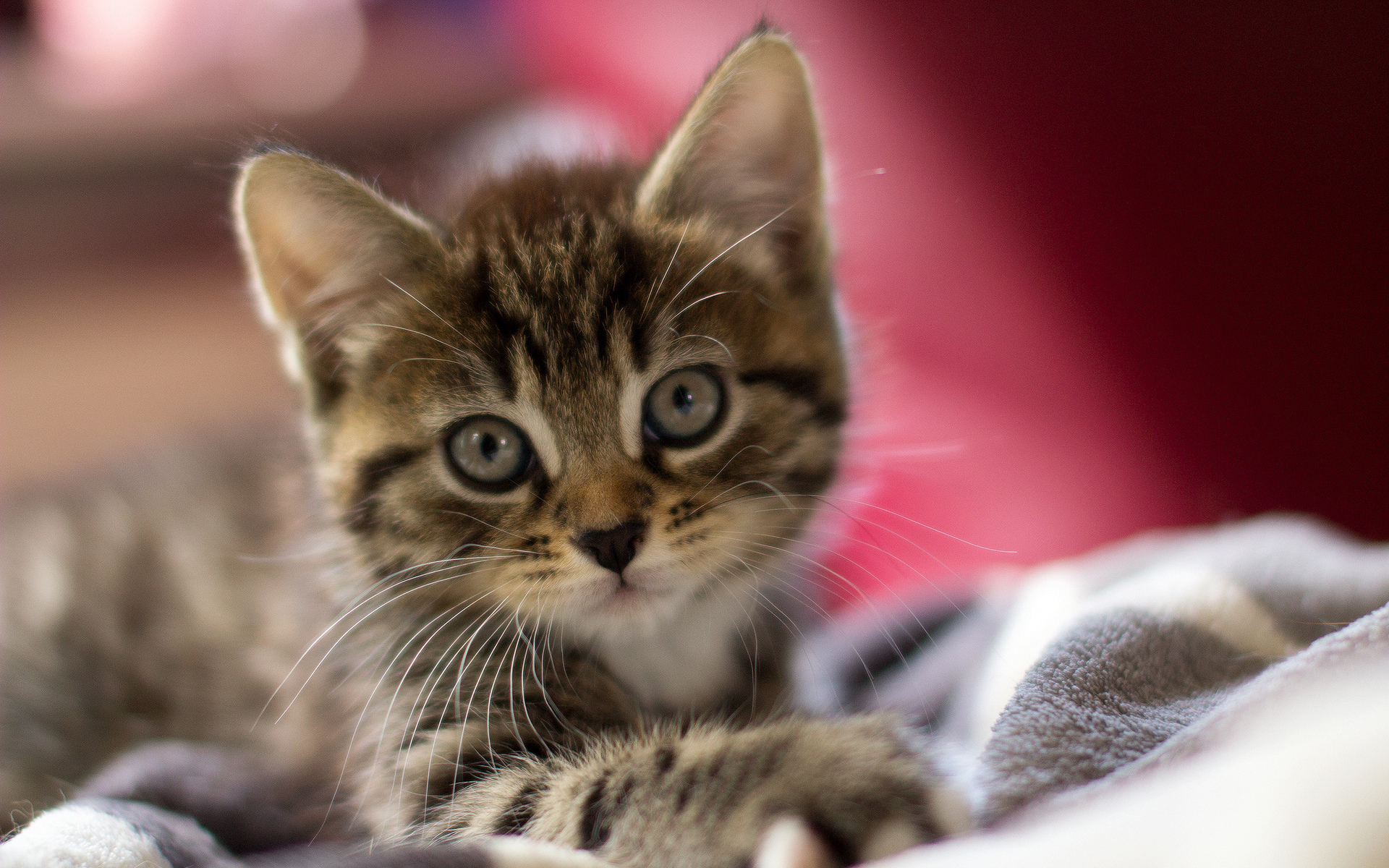 Baixe gratuitamente a imagem Animais, Gatos, Gato, Gatinho, Fofo na área de trabalho do seu PC