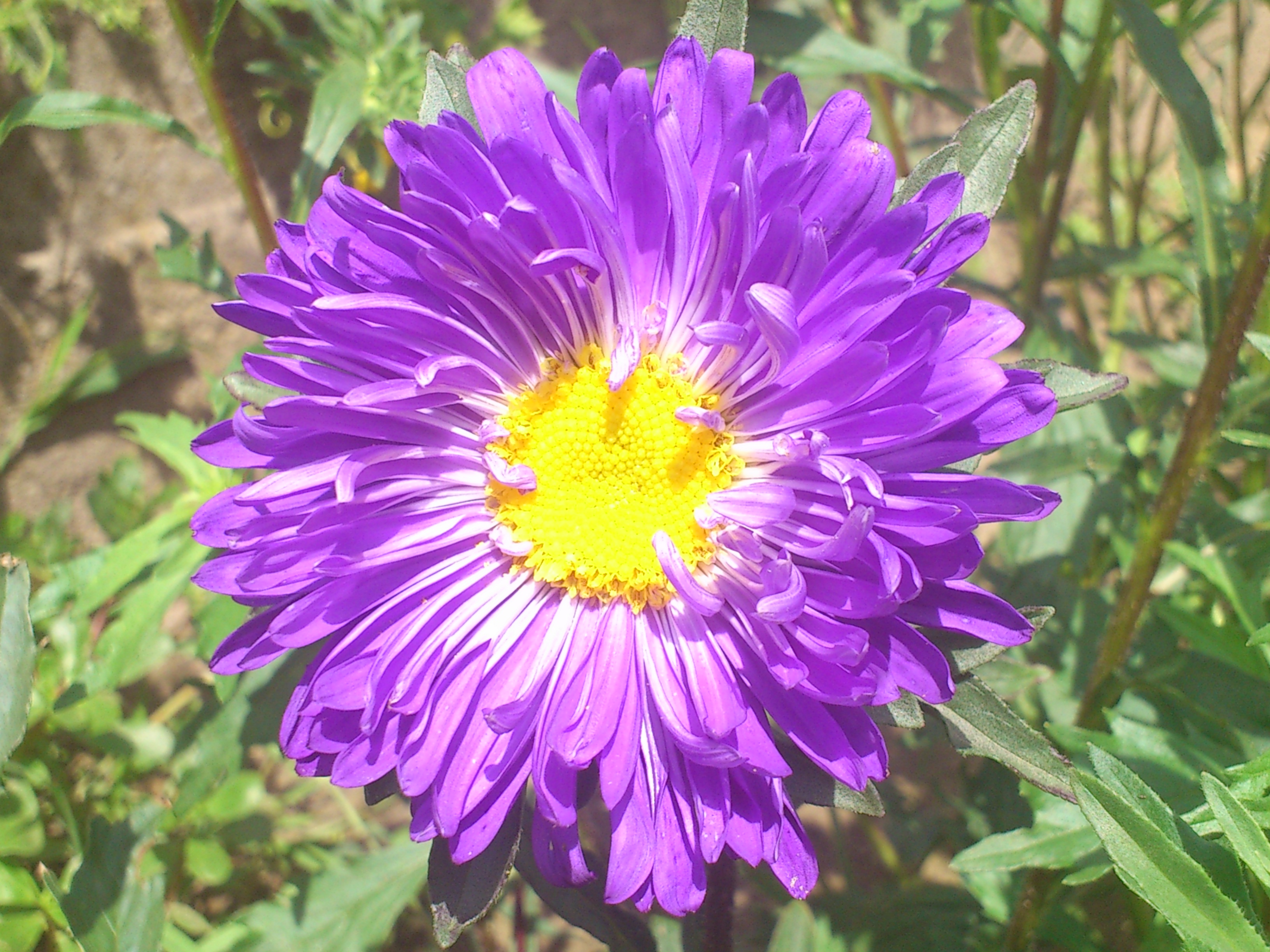 Téléchargez gratuitement l'image Fleurs, Fleur, Terre/nature sur le bureau de votre PC