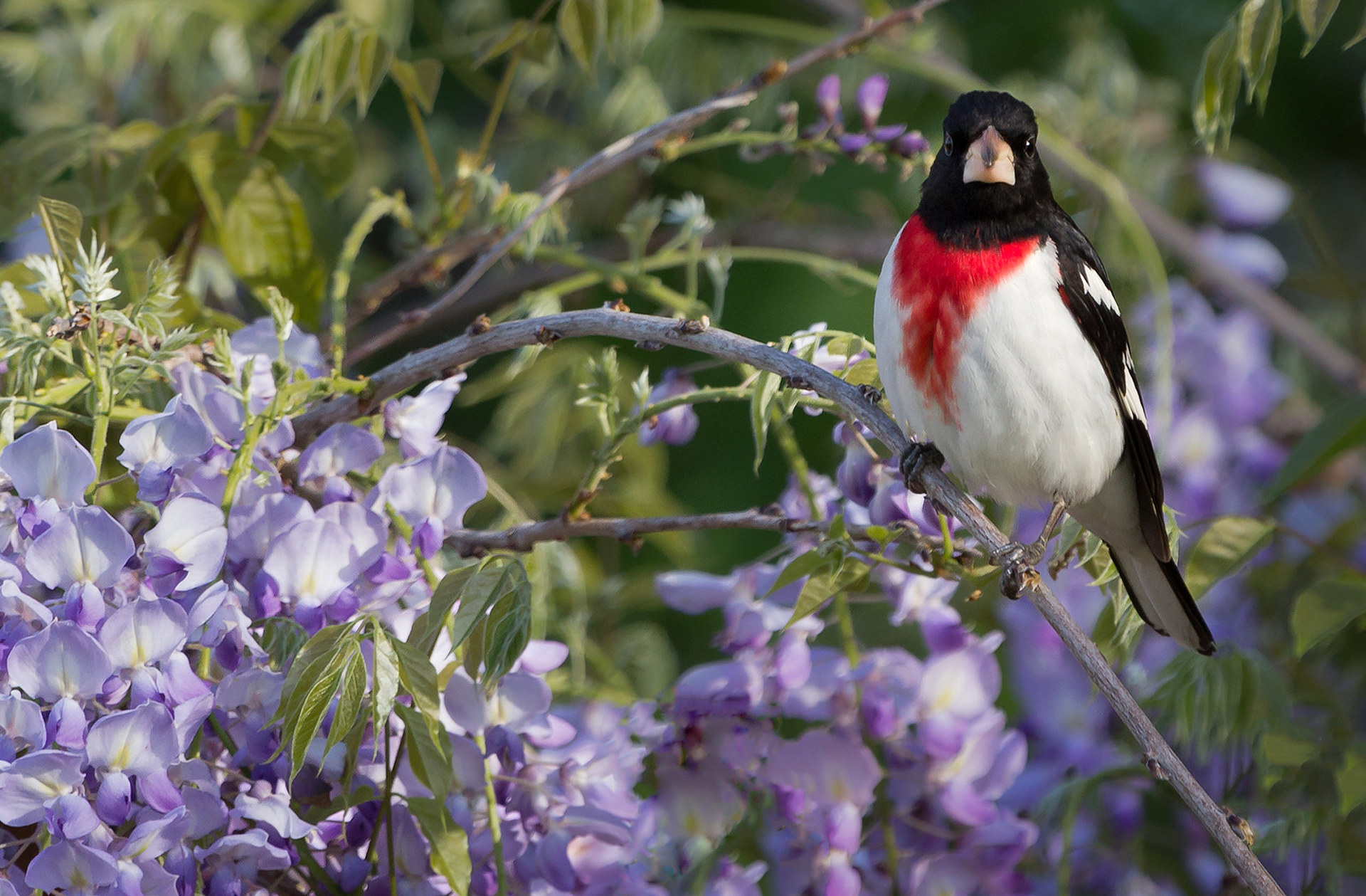 Download mobile wallpaper Birds, Bird, Branch, Animal, Cardinal, Wisteria, Purple Flower for free.