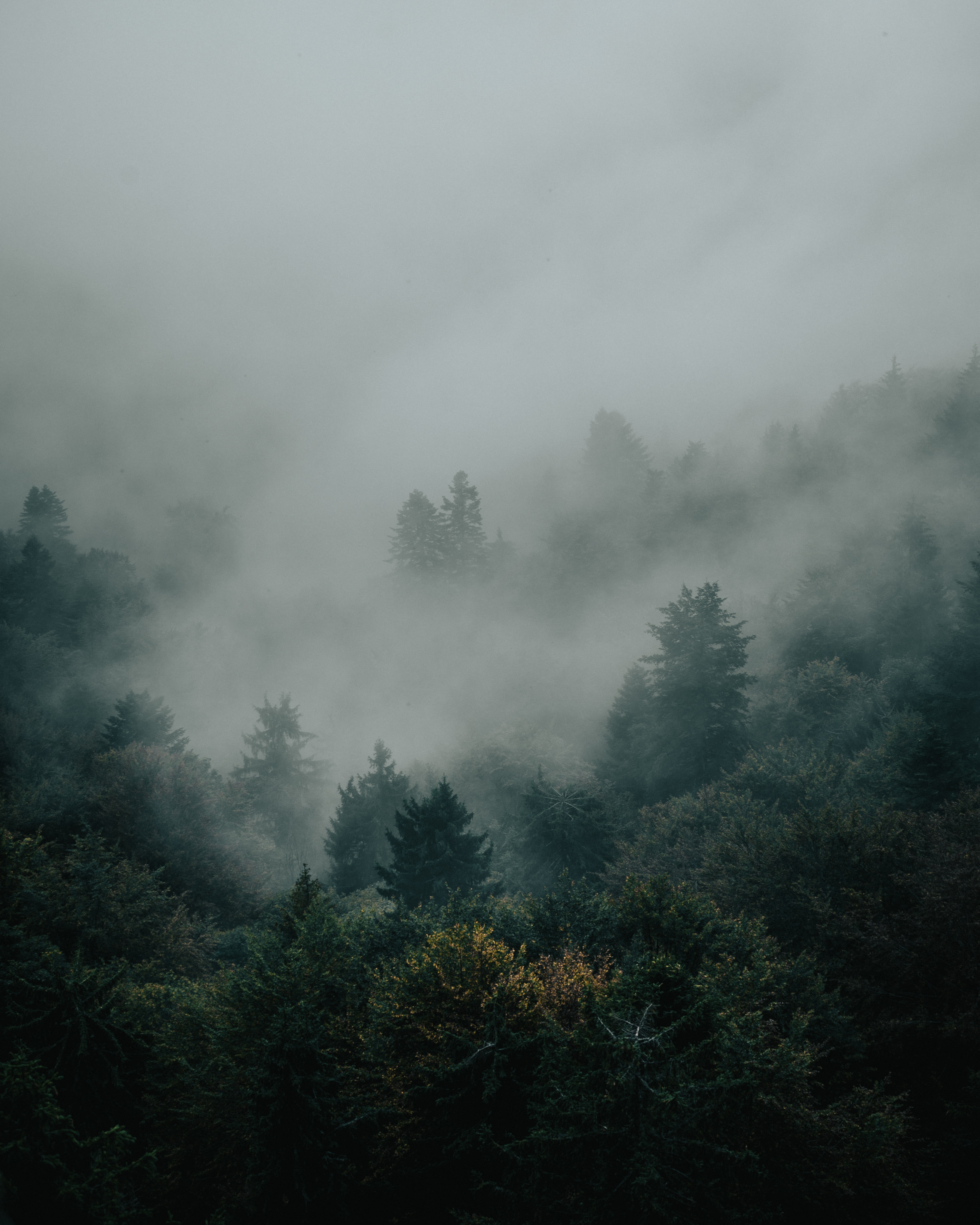 Download mobile wallpaper Fog, Spruce, Fir, Forest, Trees, Nature, Darkness for free.