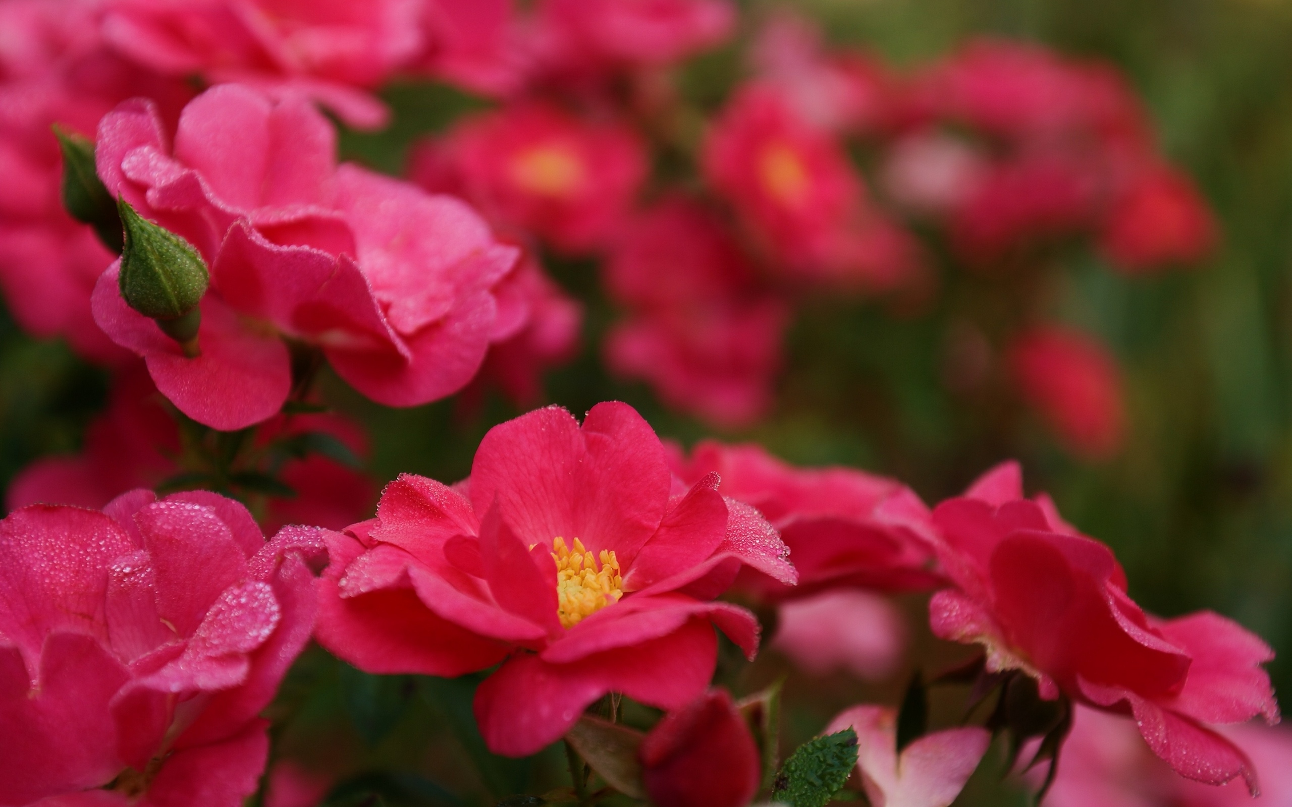 Téléchargez gratuitement l'image Fleurs, Fleur, Terre/nature sur le bureau de votre PC