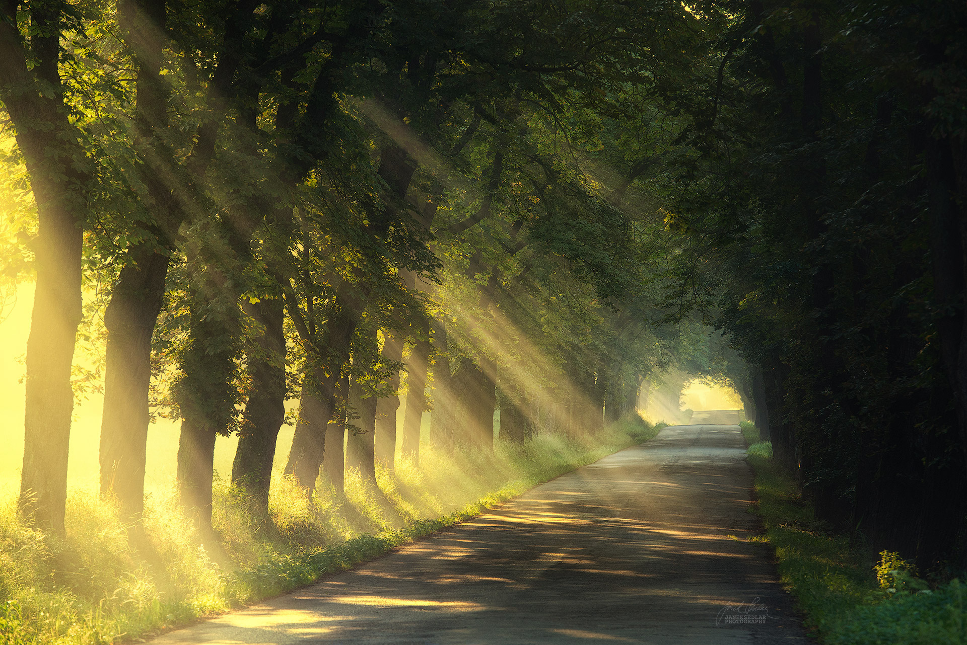 Download mobile wallpaper Nature, Road, Sunbeam, Man Made, Tree Lined for free.