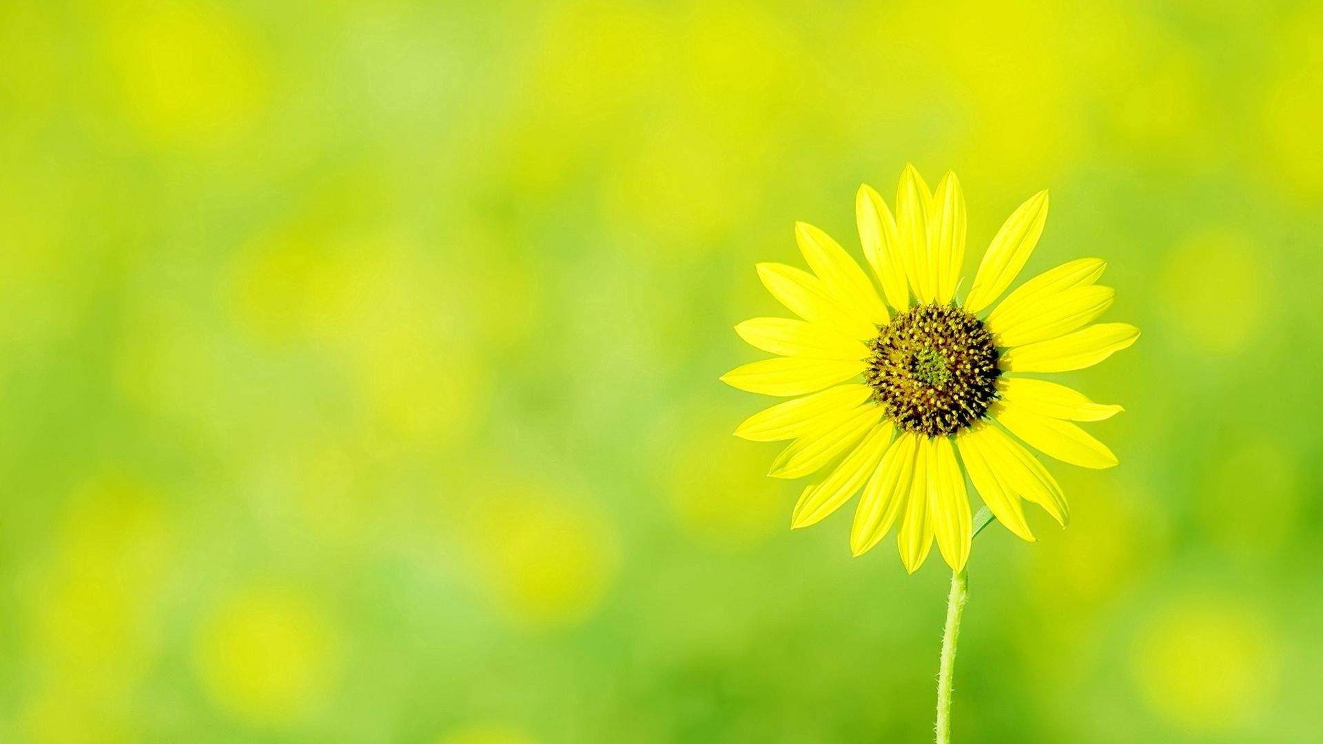 Laden Sie das Kamille, Polyana, Sonne, Blume, Glade, Blumen-Bild kostenlos auf Ihren PC-Desktop herunter