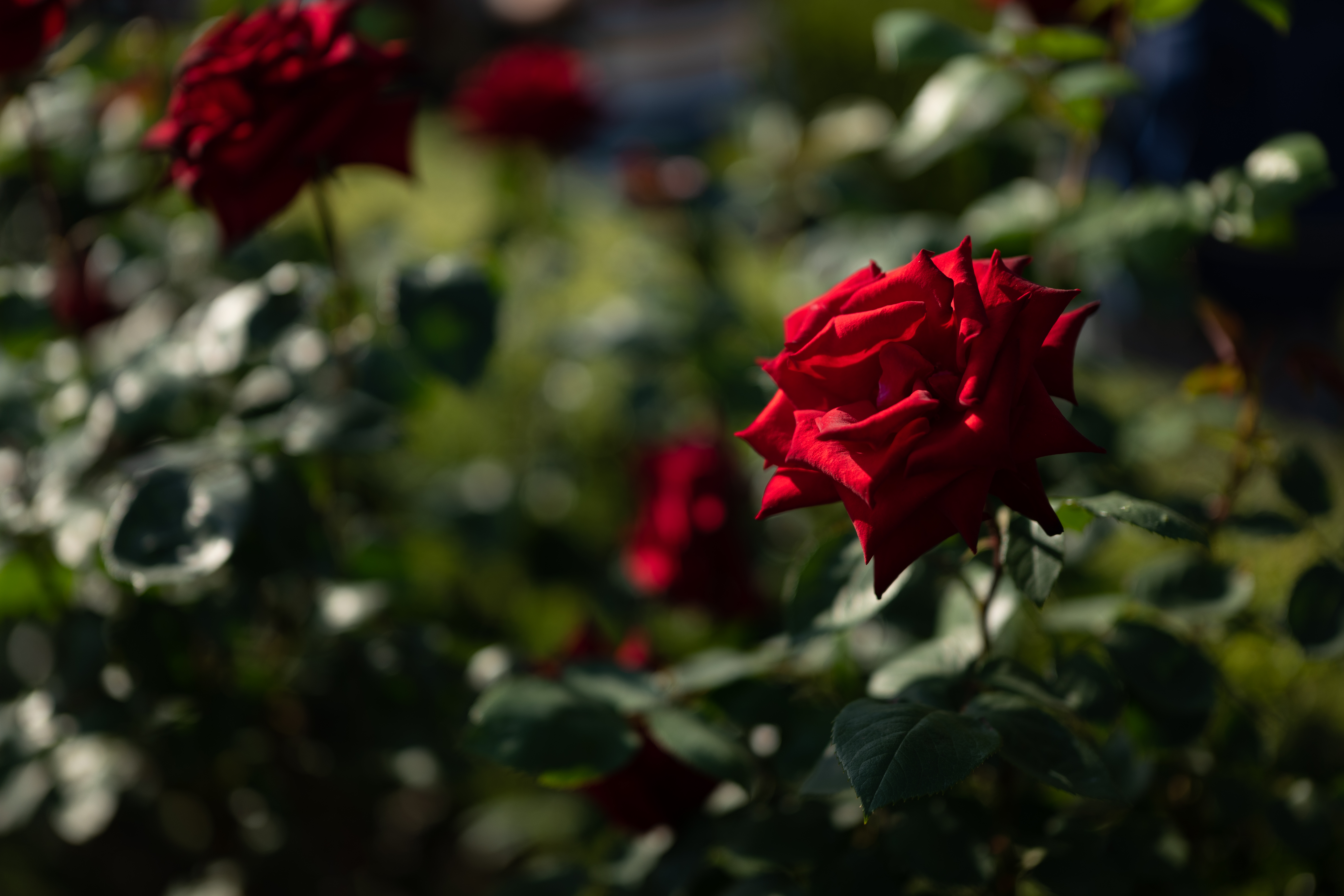 smooth, flowers, red, rose flower, rose, bud, blur, flower bed, flowerbed Panoramic Wallpaper