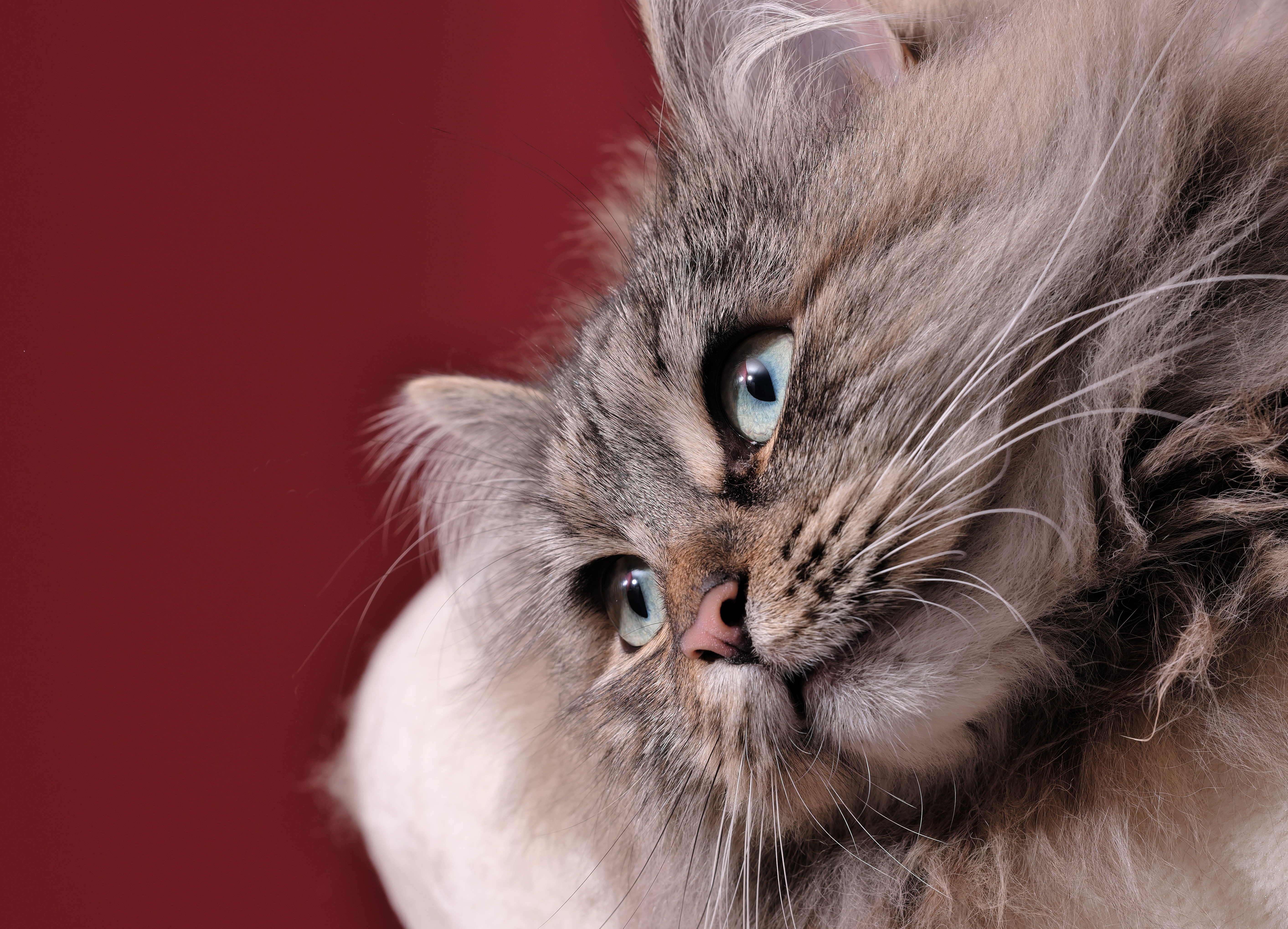 Завантажити шпалери безкоштовно Кішка, Тварина, Коти картинка на робочий стіл ПК