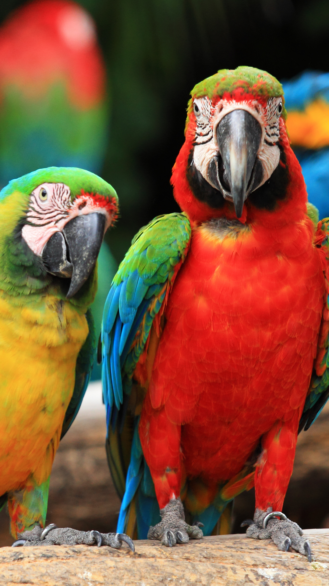 Download mobile wallpaper Macaw, Birds, Animal for free.