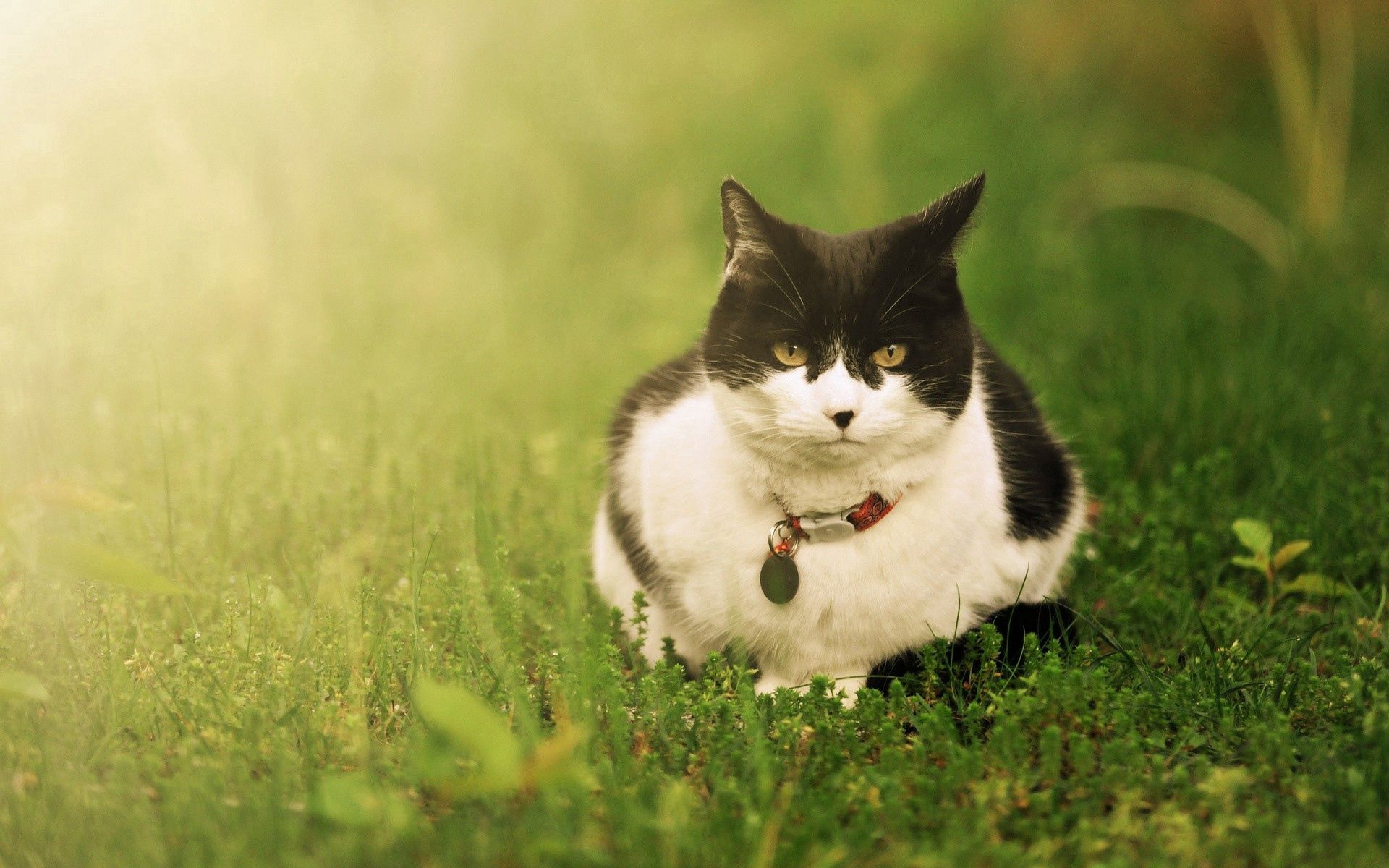 PCデスクトップに動物, 草, ネコ, 嘘, 横になります, 発見, むら, 猫画像を無料でダウンロード
