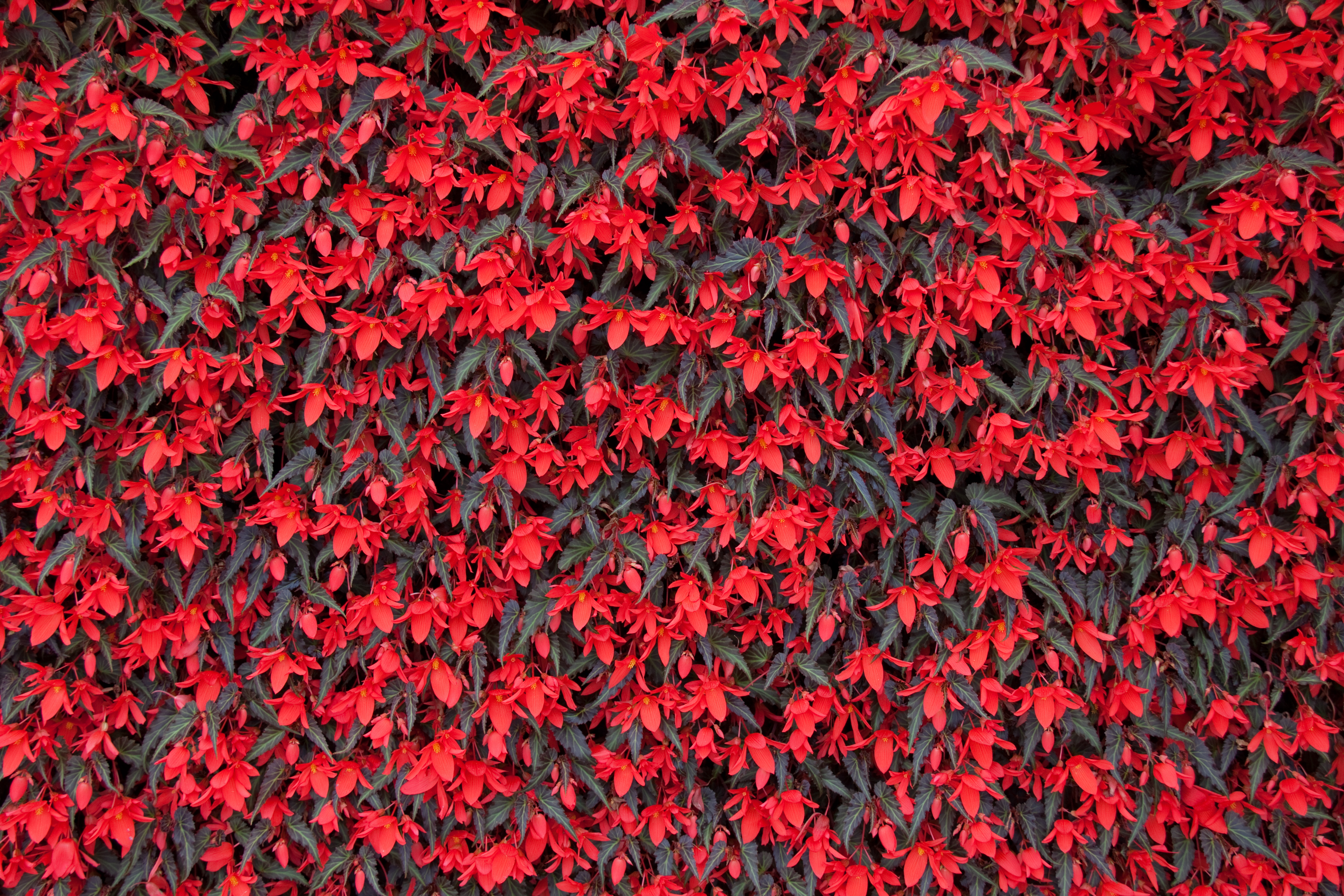 131863 baixar papel de parede flores, vermelho, florescer, floração, begônia - protetores de tela e imagens gratuitamente