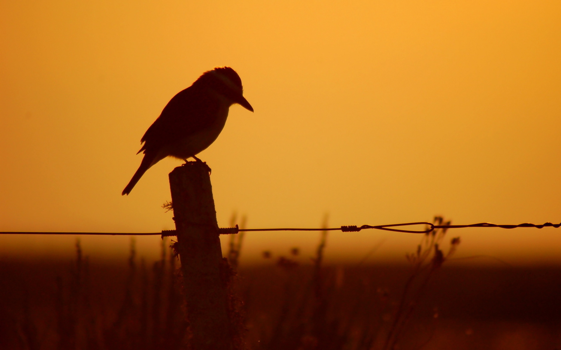 Download mobile wallpaper Sunrise, Silhouette, Fence, Bird, Birds, Animal for free.