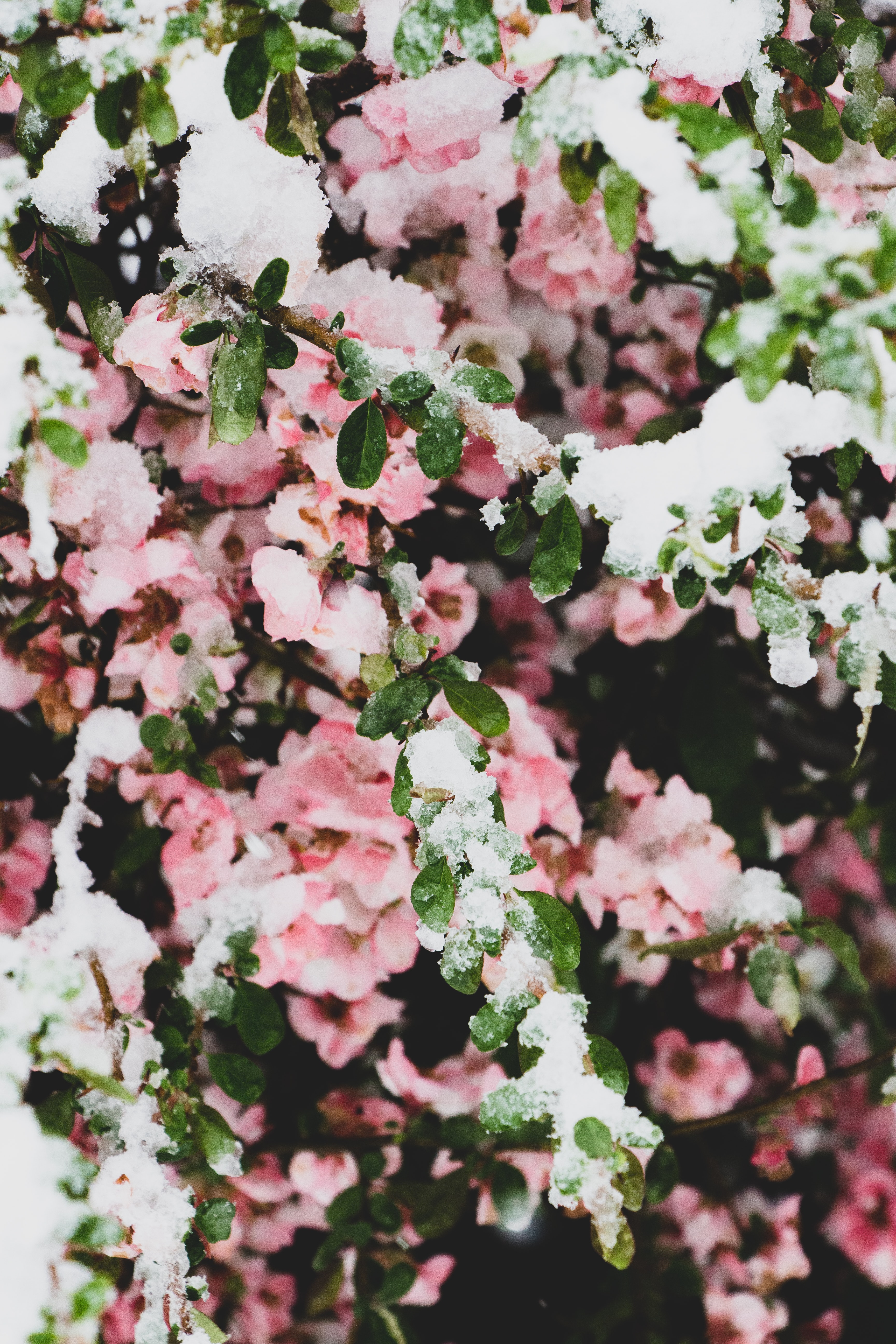 Laden Sie das Blätter, Geäst, Zweige, Schnee, Blumen-Bild kostenlos auf Ihren PC-Desktop herunter