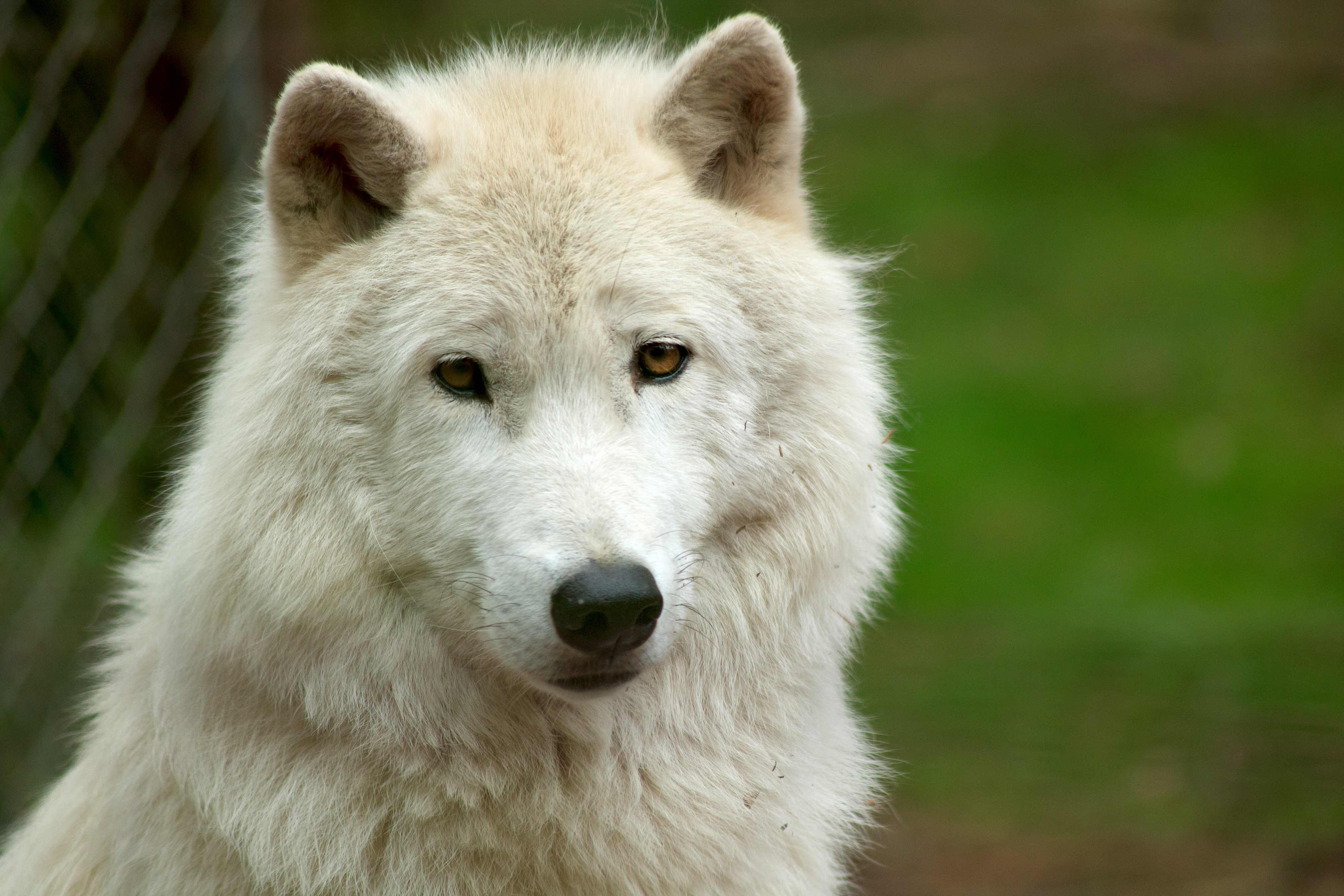 Free download wallpaper Wolf, Animal, Stare, Wolves on your PC desktop
