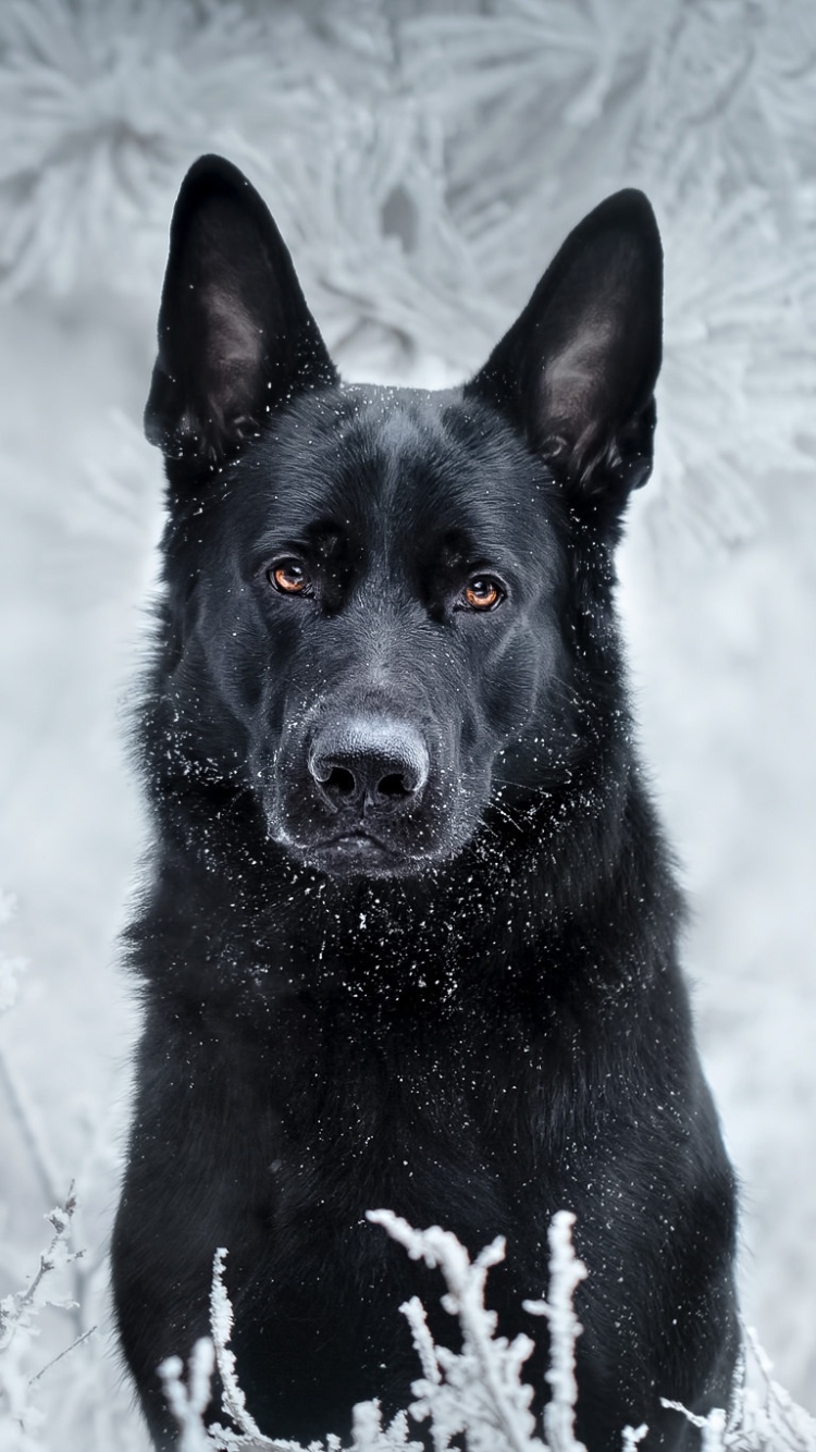 Download mobile wallpaper Winter, Dogs, Dog, Muzzle, Animal, German Shepherd, Stare for free.