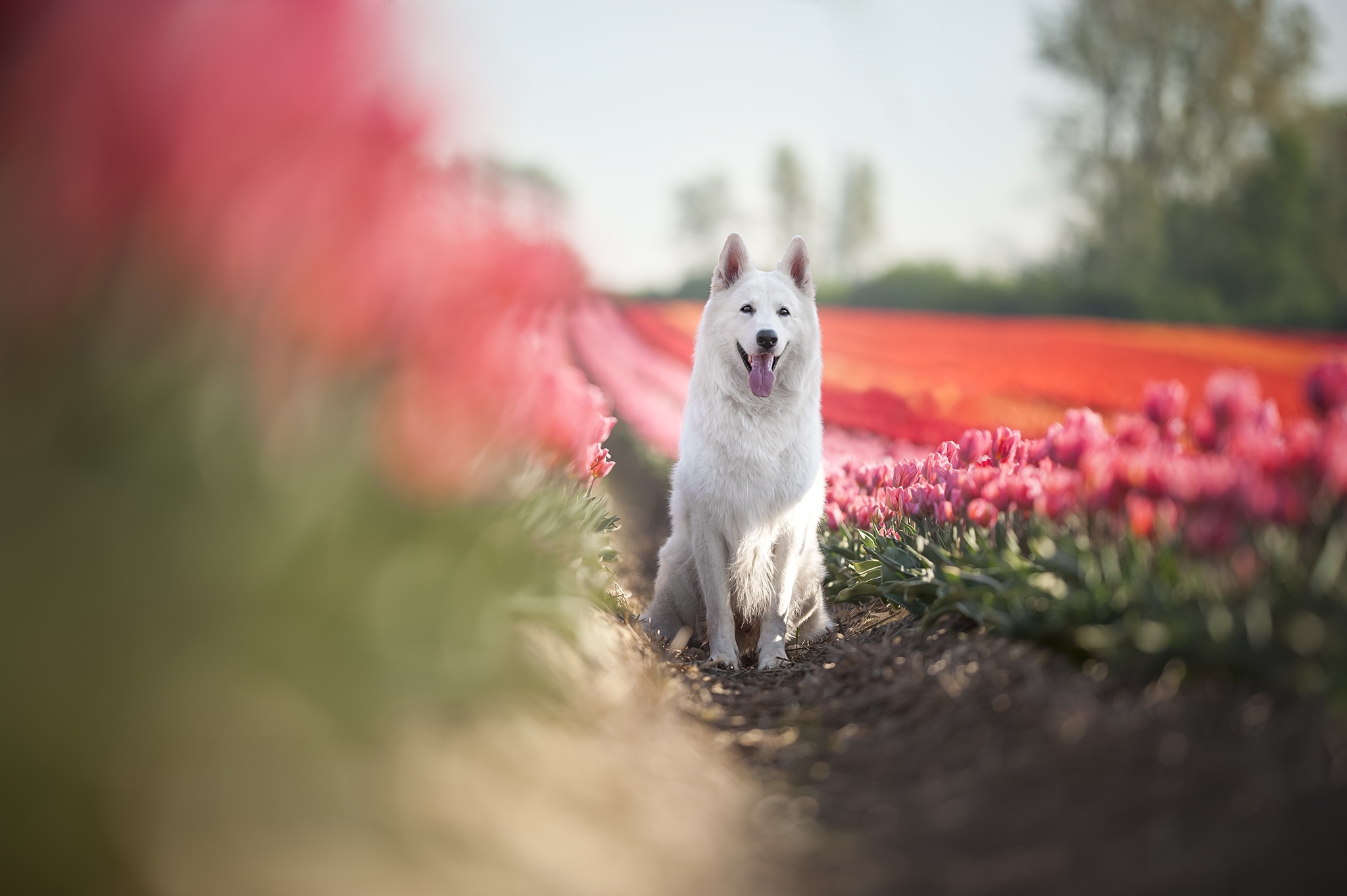 Download mobile wallpaper Flower, Dog, Animal, Tulip, Swiss Shepherd for free.