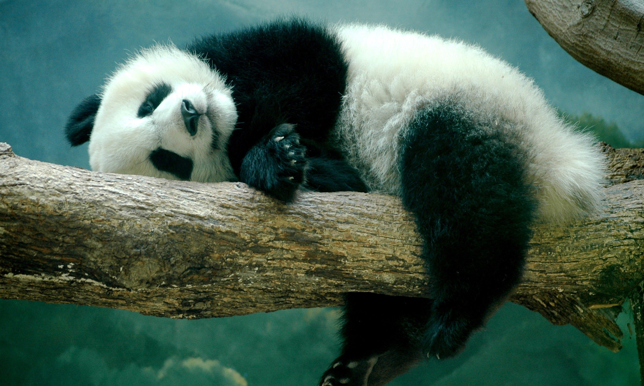 Laden Sie das Tiere, Zweig, Süß, Schlafen, Panda-Bild kostenlos auf Ihren PC-Desktop herunter