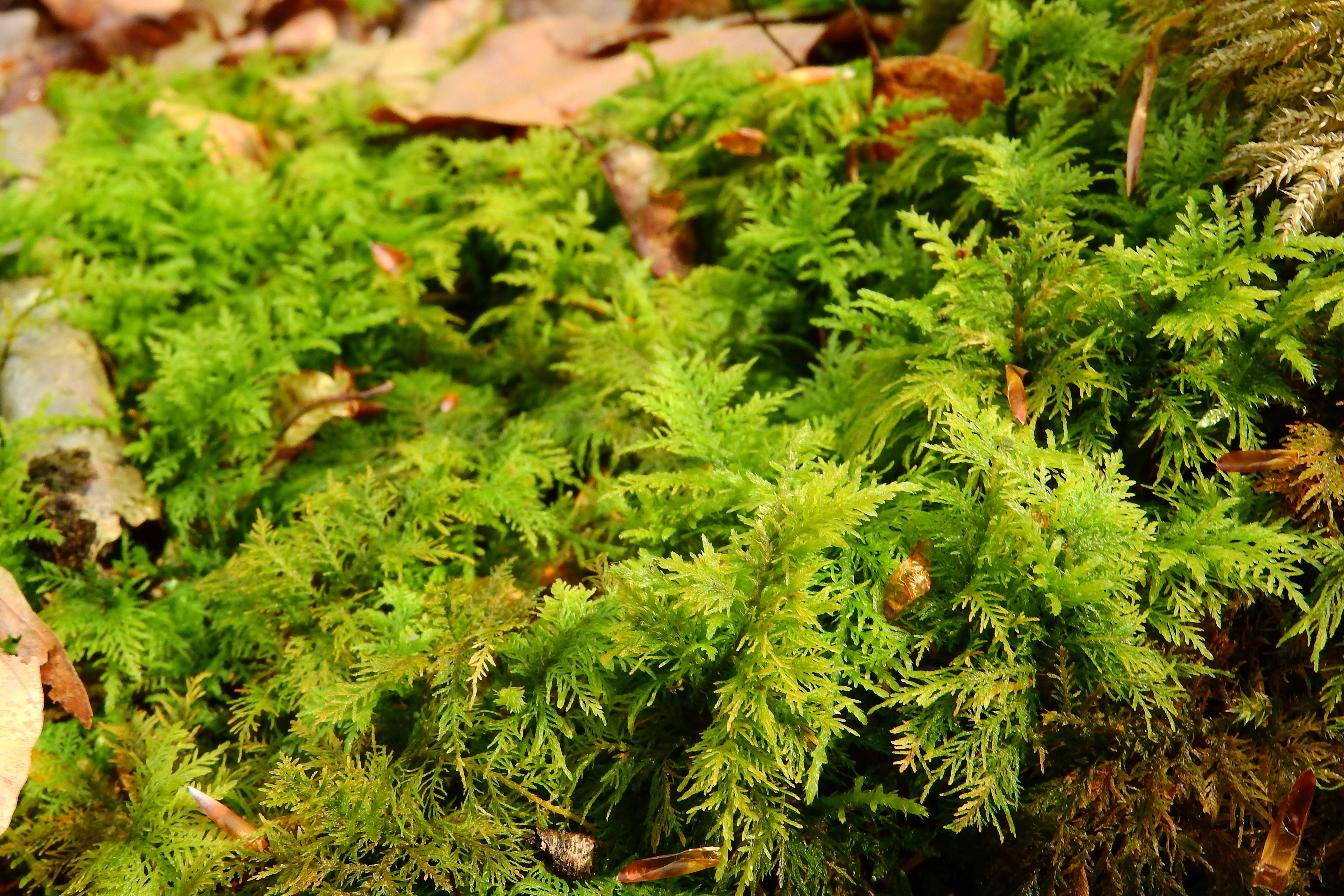 Download mobile wallpaper Grass, Bryophytes, Briofites, Nature, Moss for free.