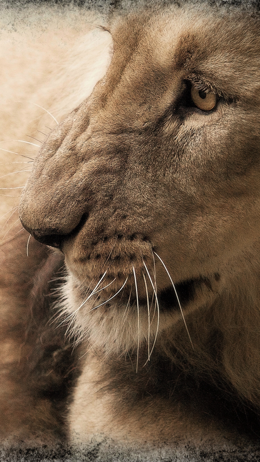 Handy-Wallpaper Tiere, Katzen, Löwe kostenlos herunterladen.