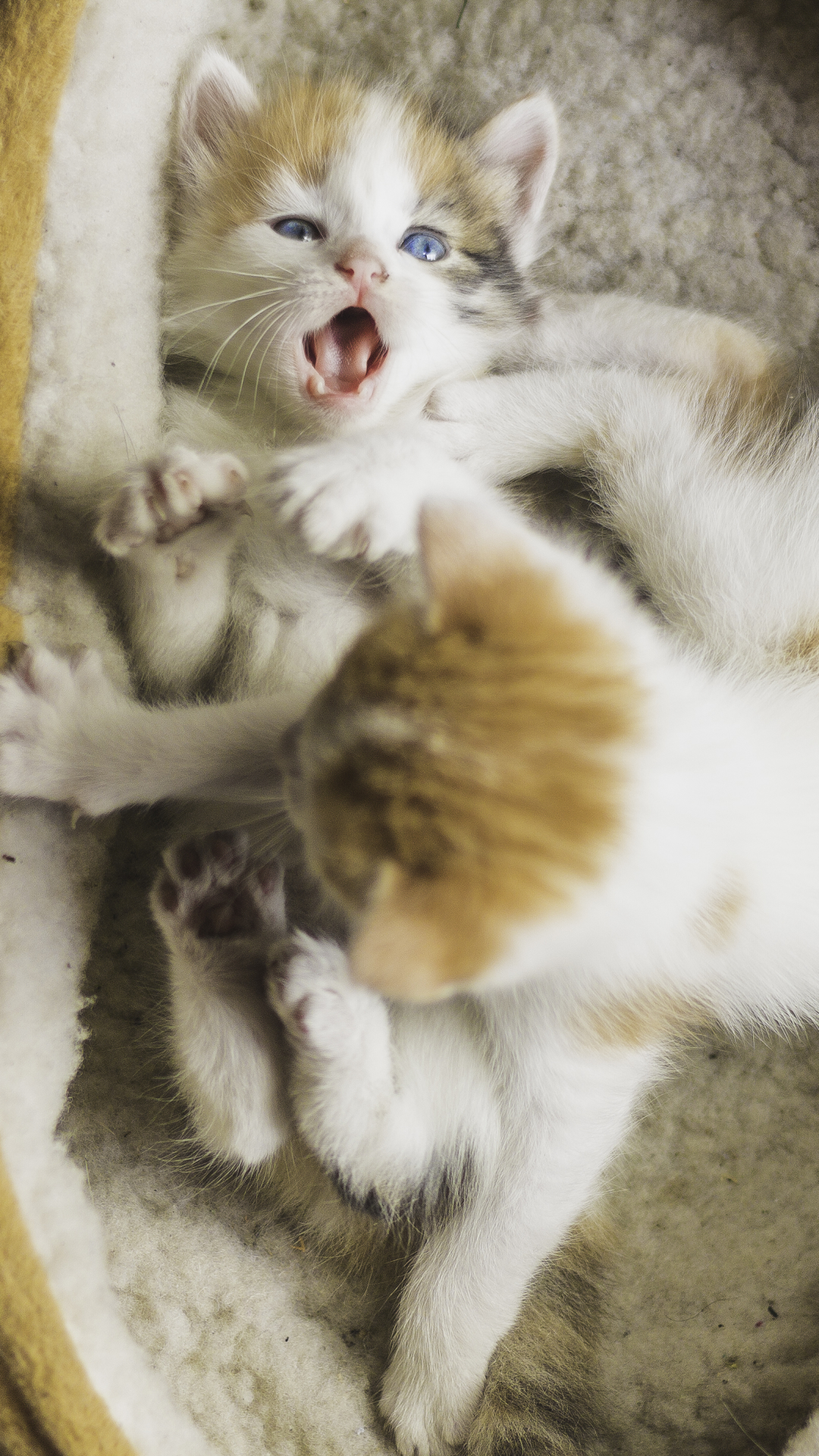 Download mobile wallpaper Cats, Cat, Kitten, Animal, Playing, Baby Animal for free.