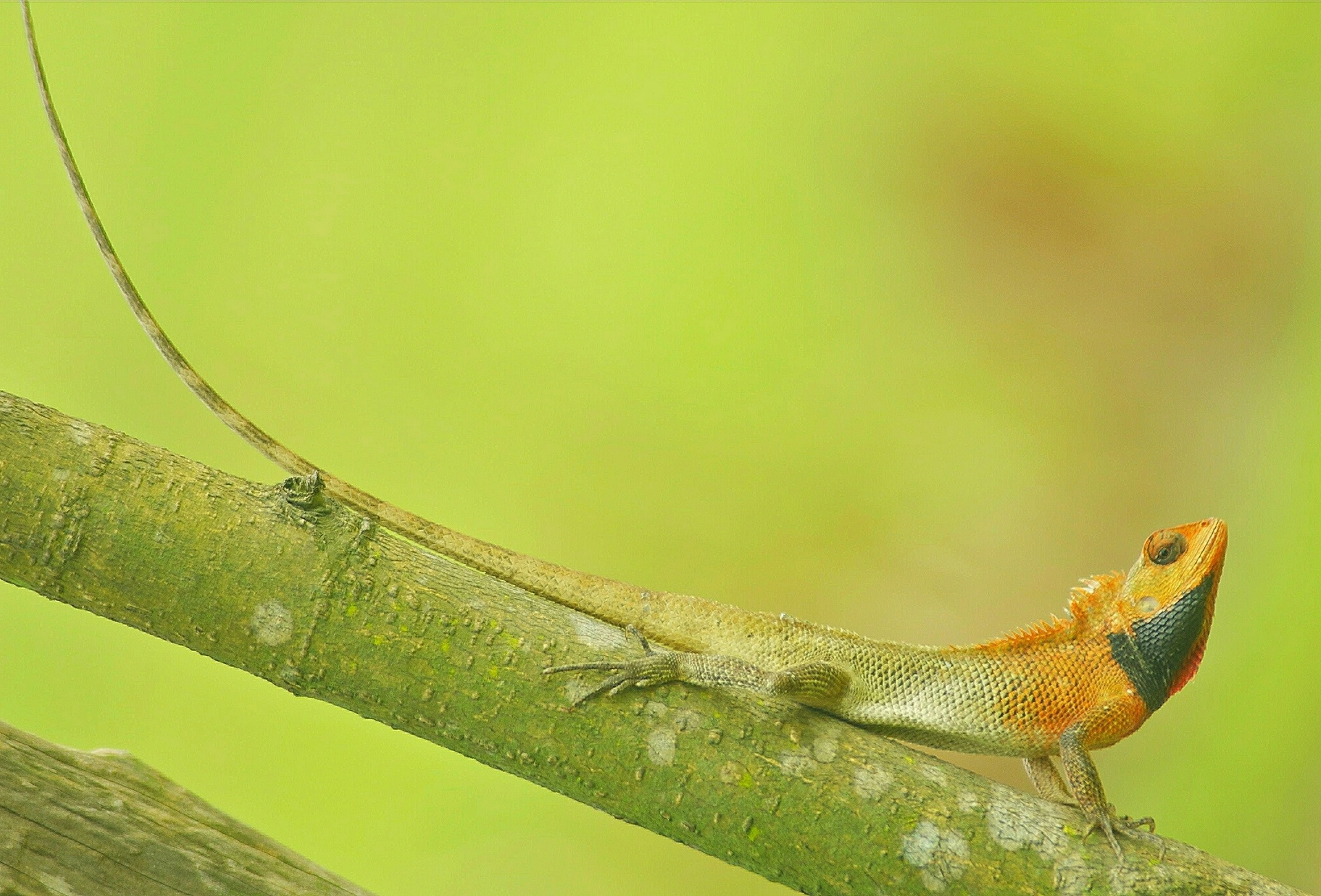 Baixar papel de parede para celular de Lagarto, Répteis, Animais gratuito.