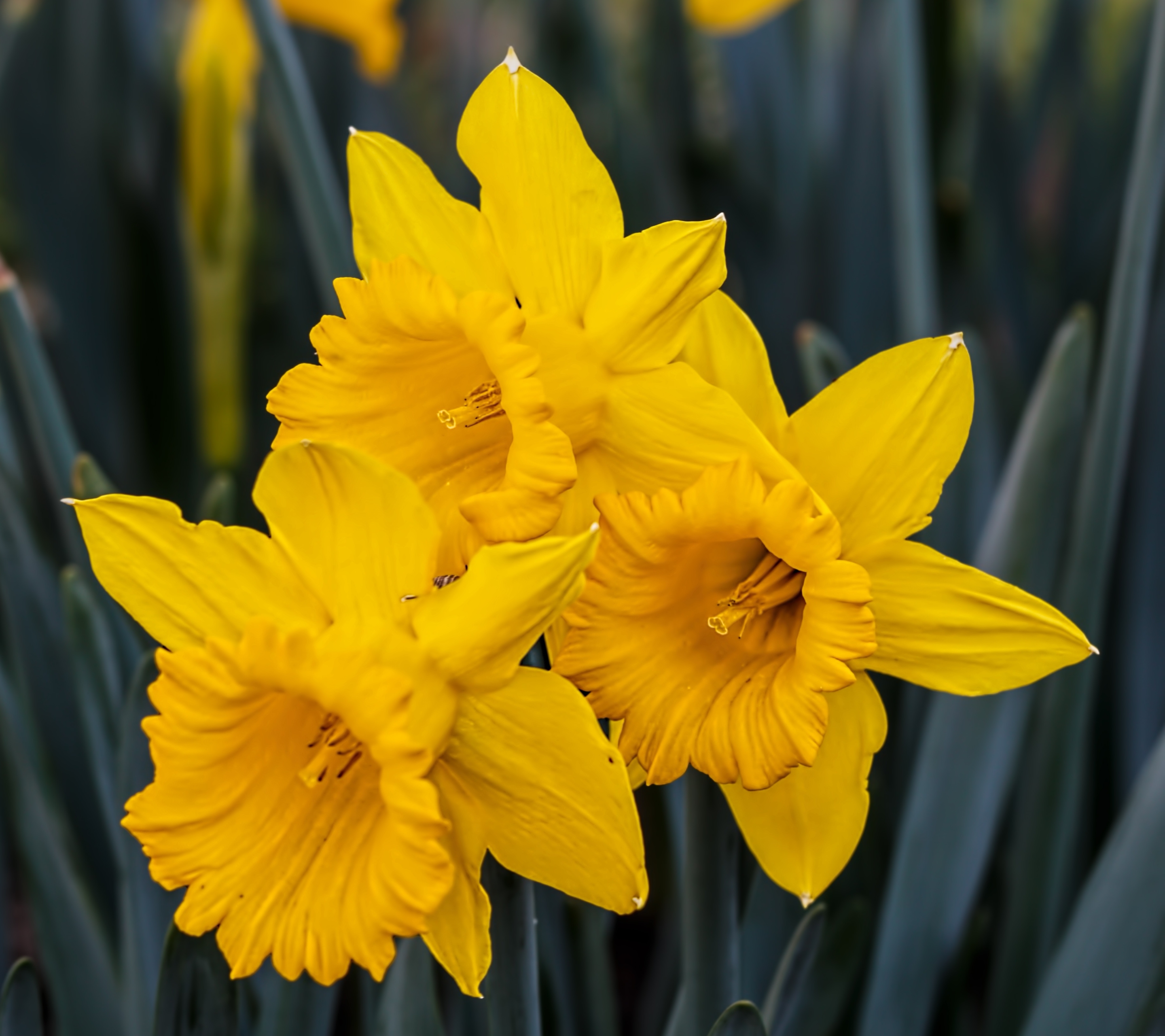 Download mobile wallpaper Flowers, Flower, Earth, Yellow Flower, Daffodil for free.